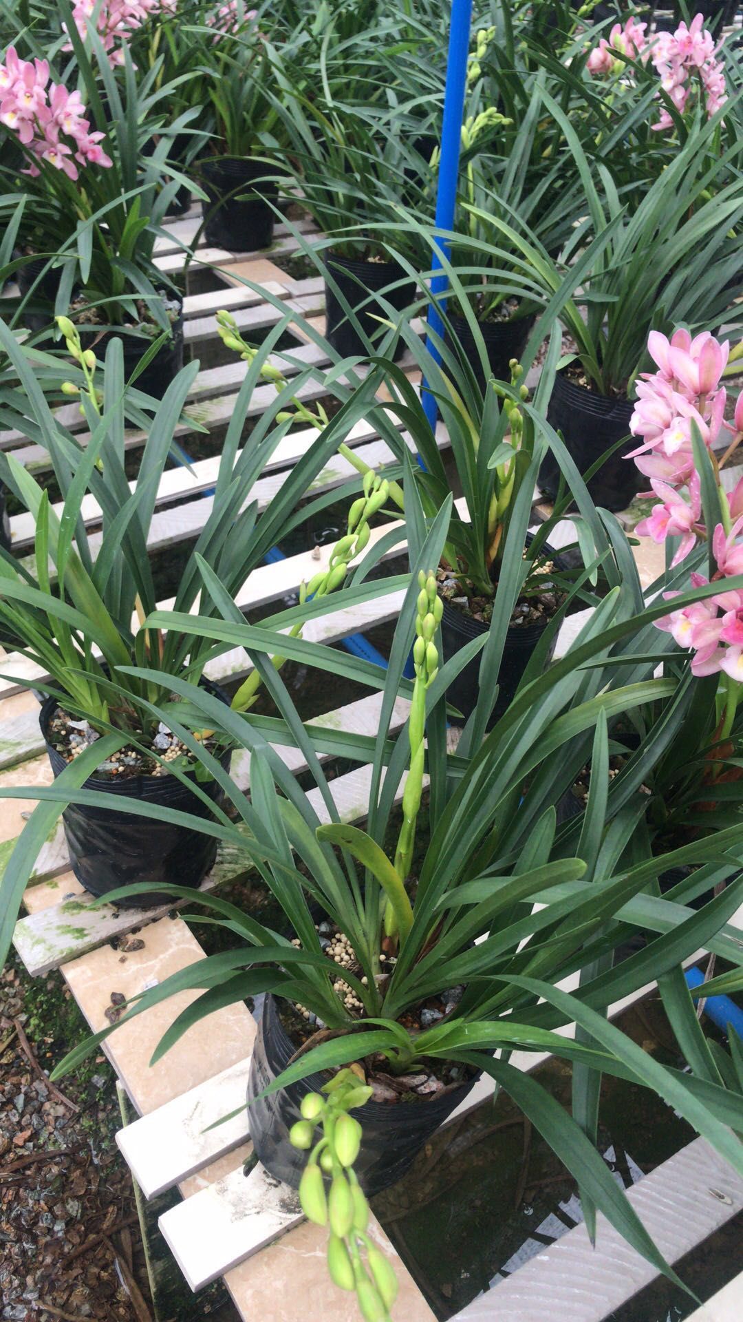 基地自供杂交兰樱花兰花叶绿茎状
