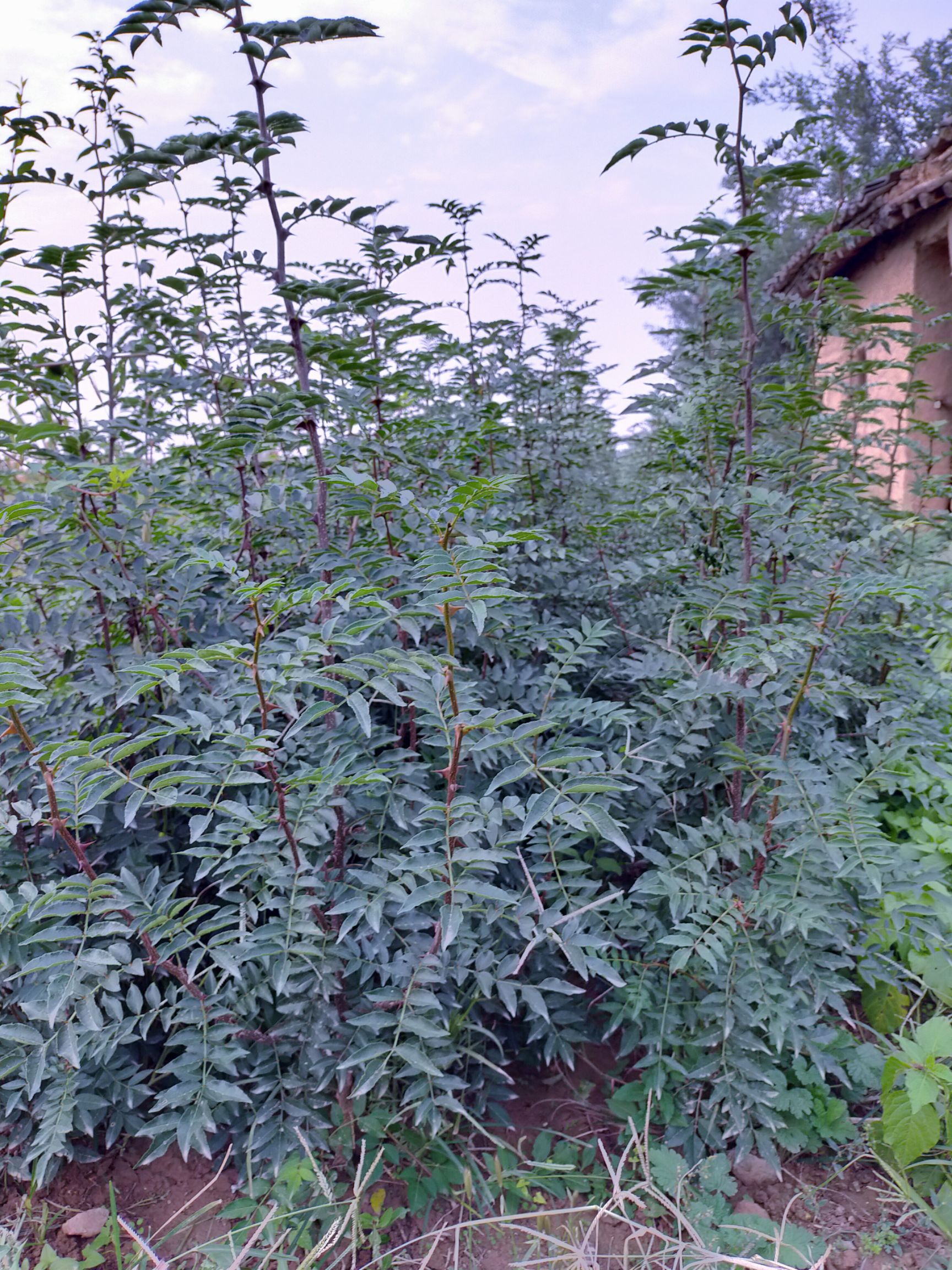 供应大厅  种子种苗  花椒苗   商品详情 纯种大红袍二年苗,苗子壮