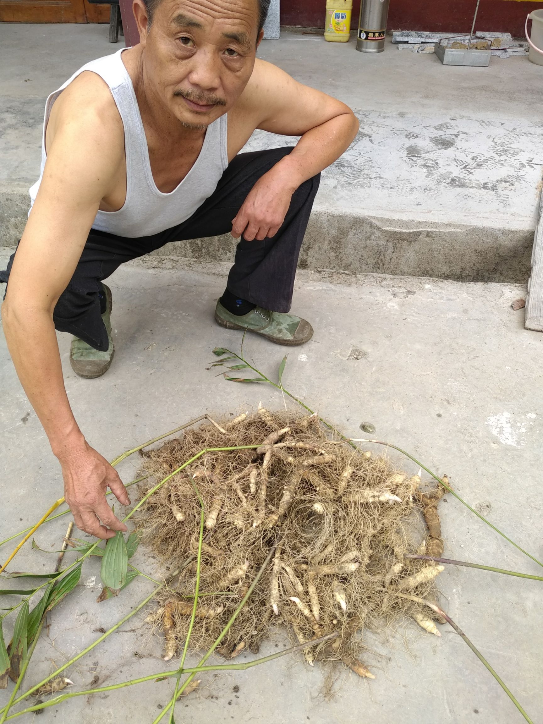 玉竹种子