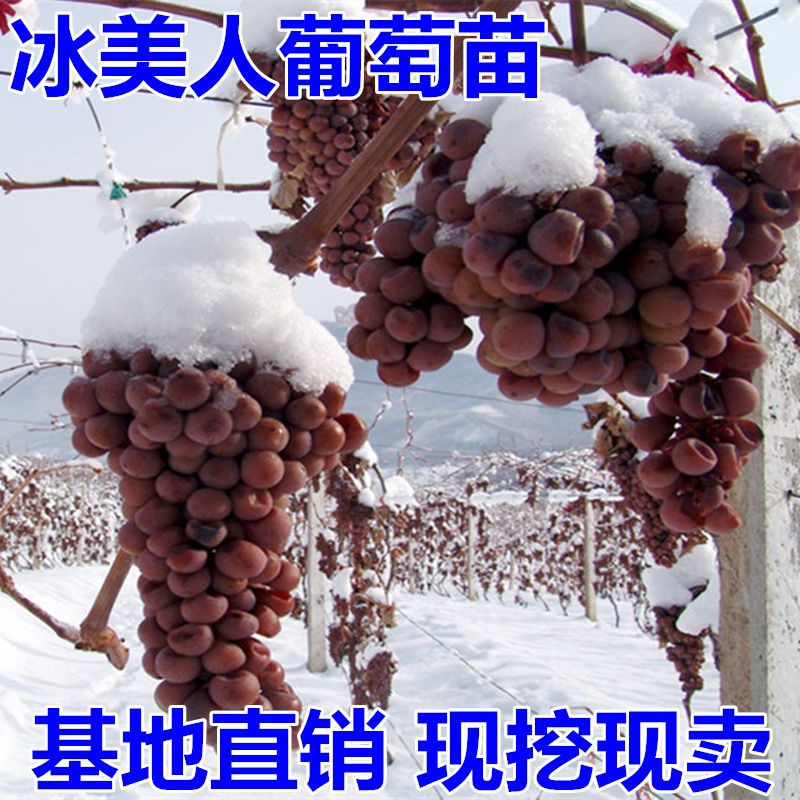 晚熟葡萄金优2号葡萄树苗冰美人葡萄苗冬天结果的冰葡萄果树苗