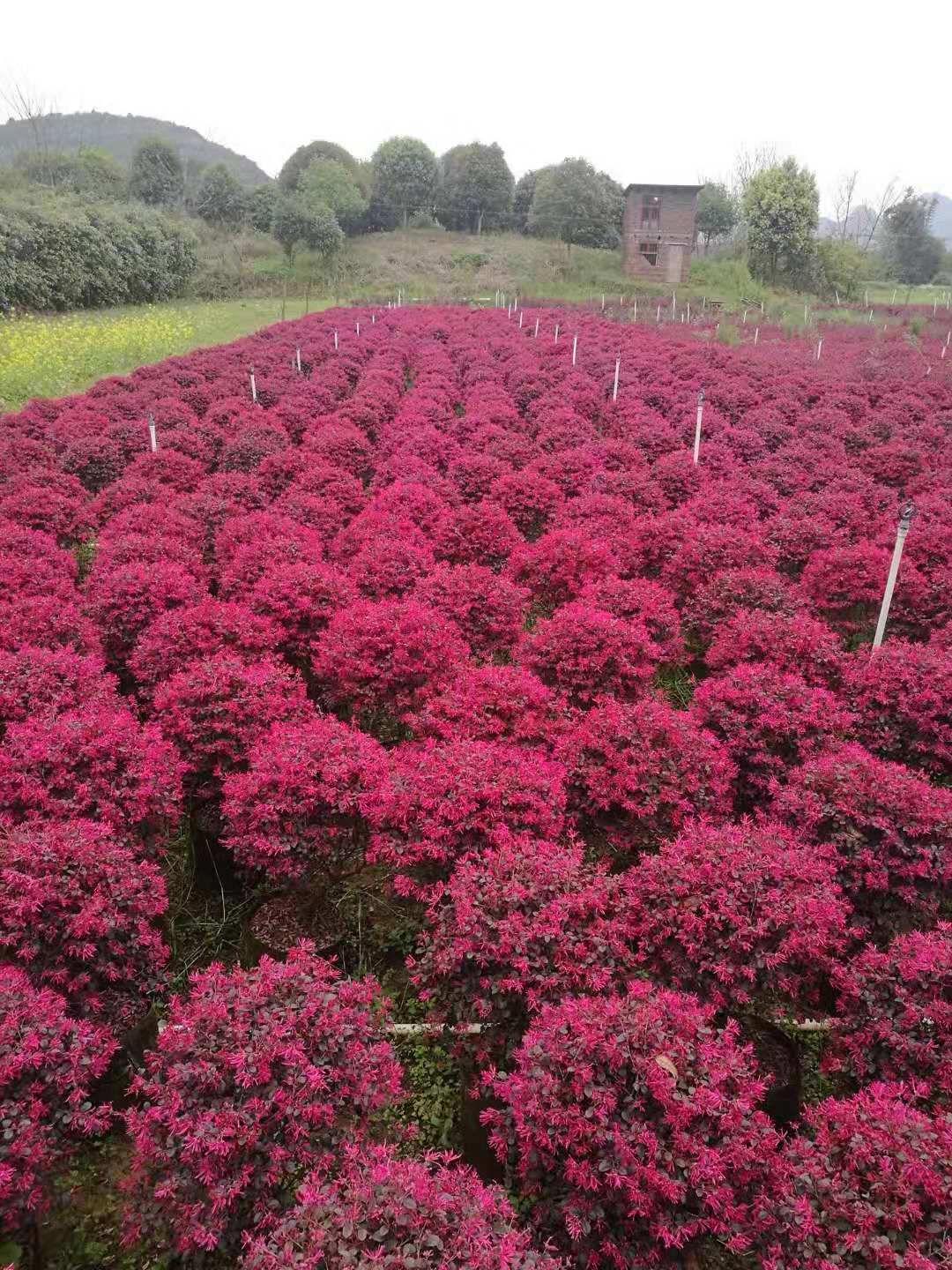 供应大厅  苗木花草  红花继木