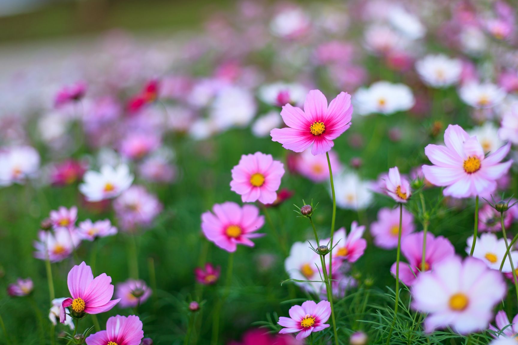 波斯菊格桑花种子四季开花免费提供技术指导