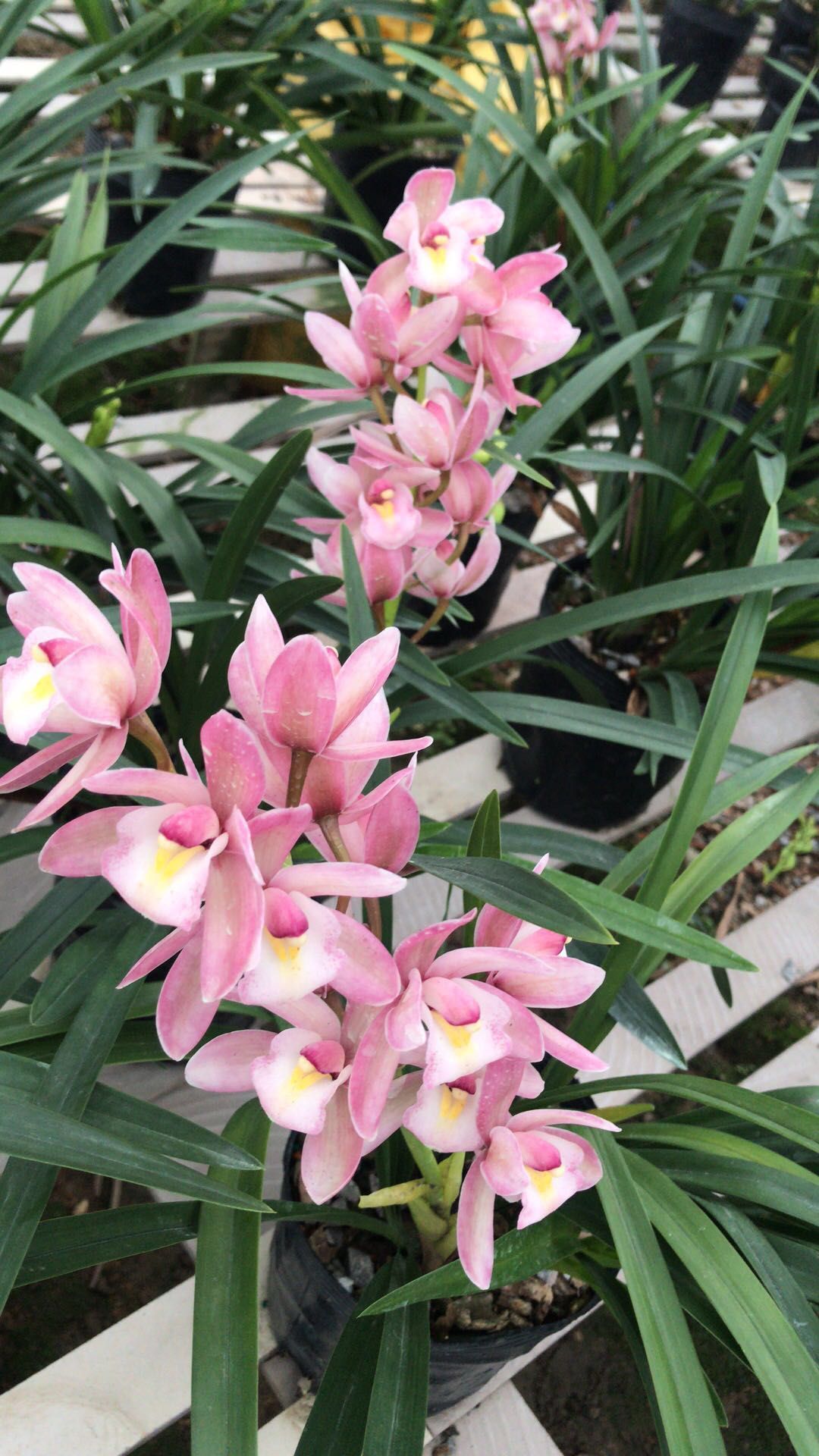 基地自供杂交兰樱花兰花叶绿茎状