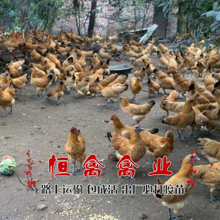 湘黄鸡土鸡苗另有黄羽乌骨鸡苗三黄乌鸡苗高产绿壳蛋鸡苗青脚土鸡