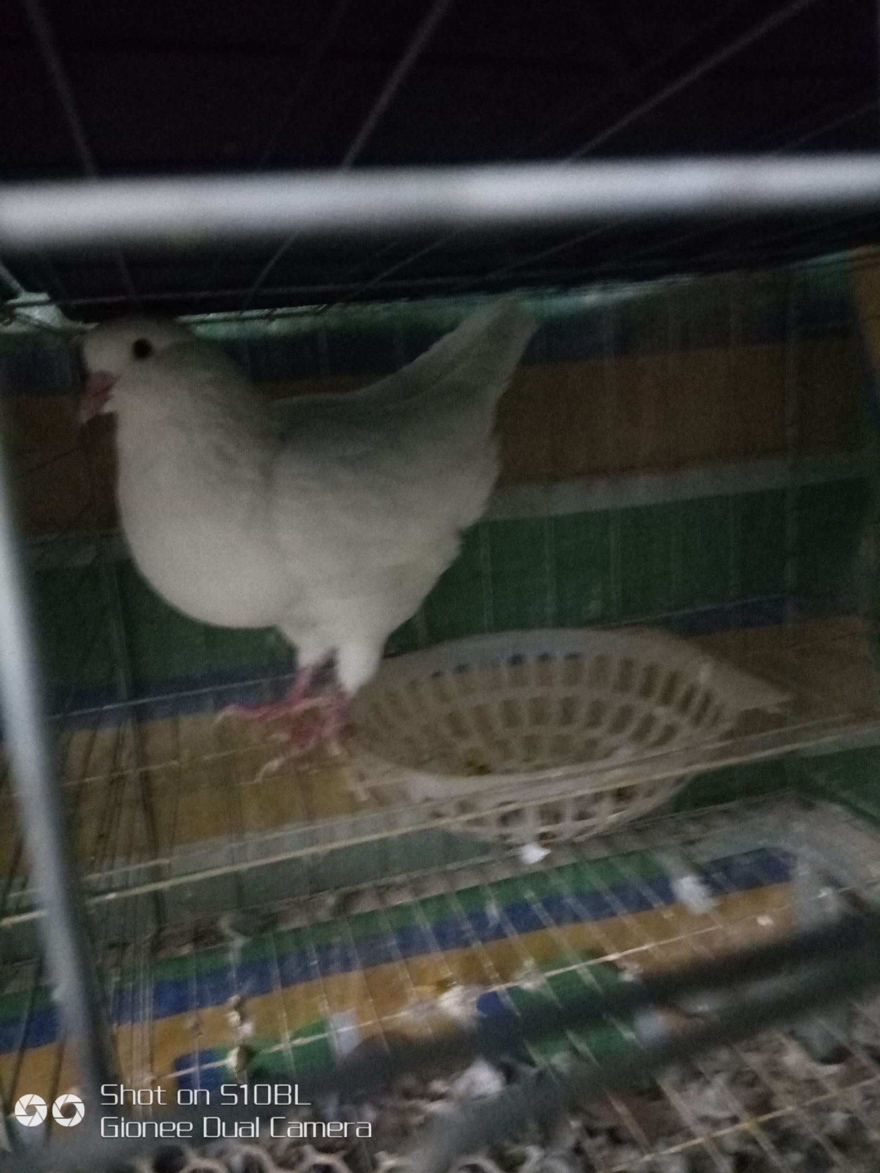 元宝鸽 喜欢的鸽友来