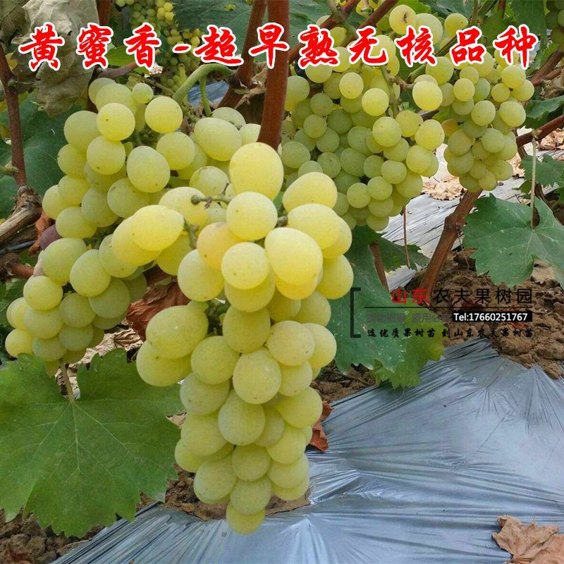 黄蜜香葡萄苗荔枝味葡萄苗当年结果南方北方种植嫁接苗