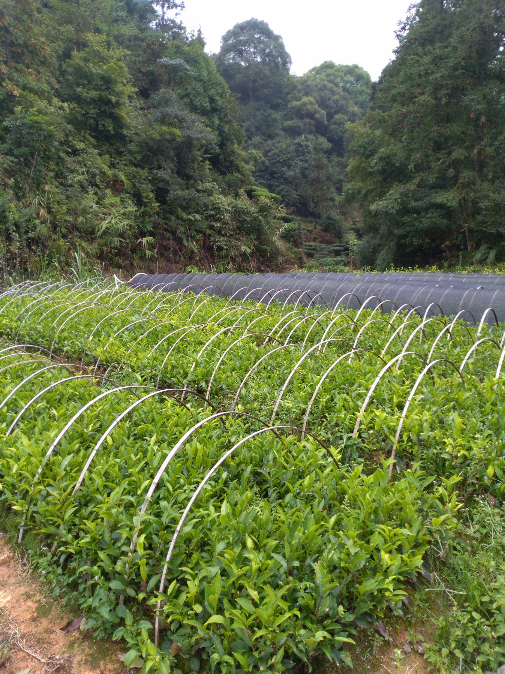 白叶单丛茶树苗 茶苗基地,可以加工成绿茶红茶铁观音等多种成品茶.