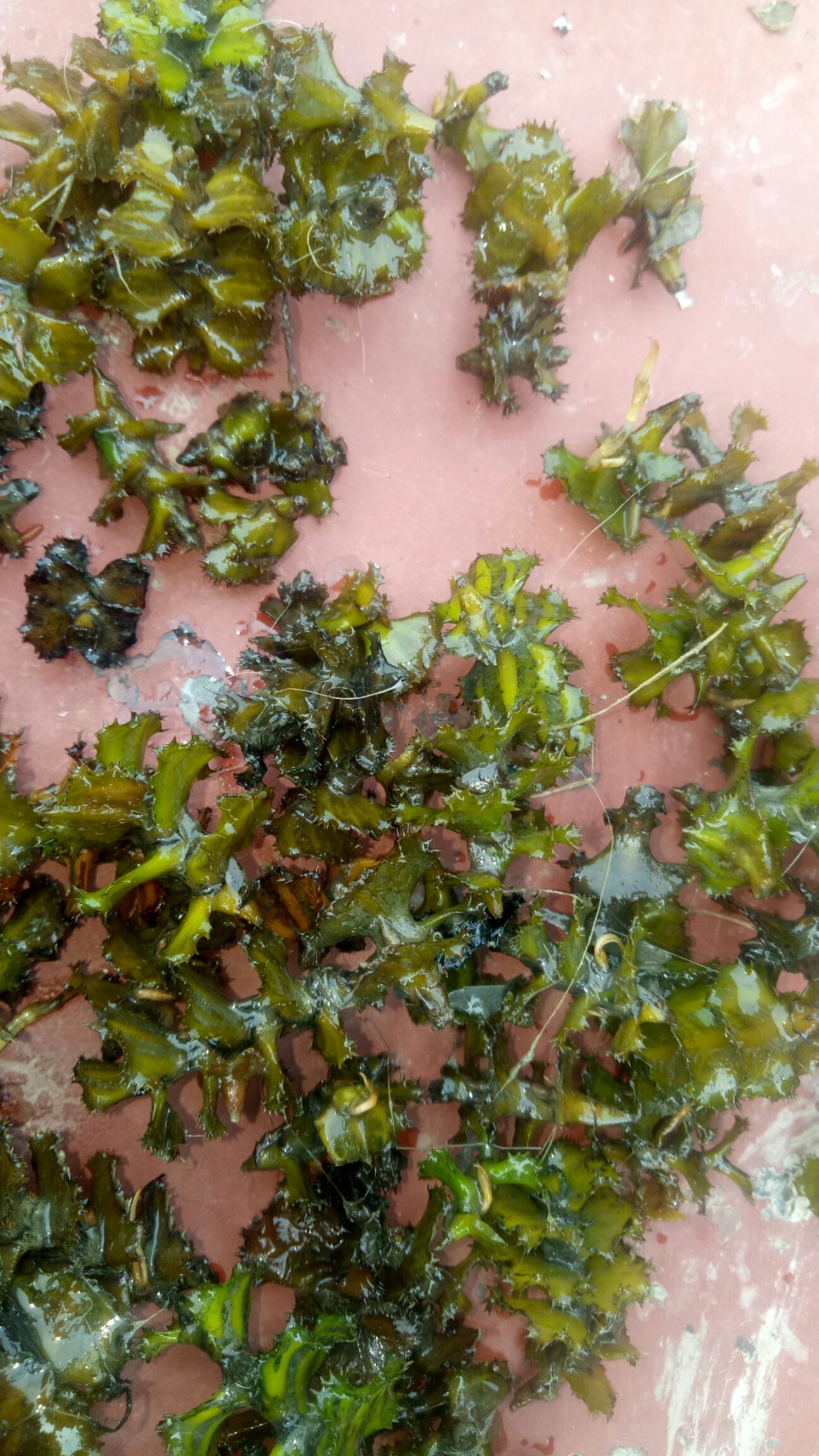麦黄草 品种名:麦黄草 类型:草籽          养螃蟹龙虾专用水草种子