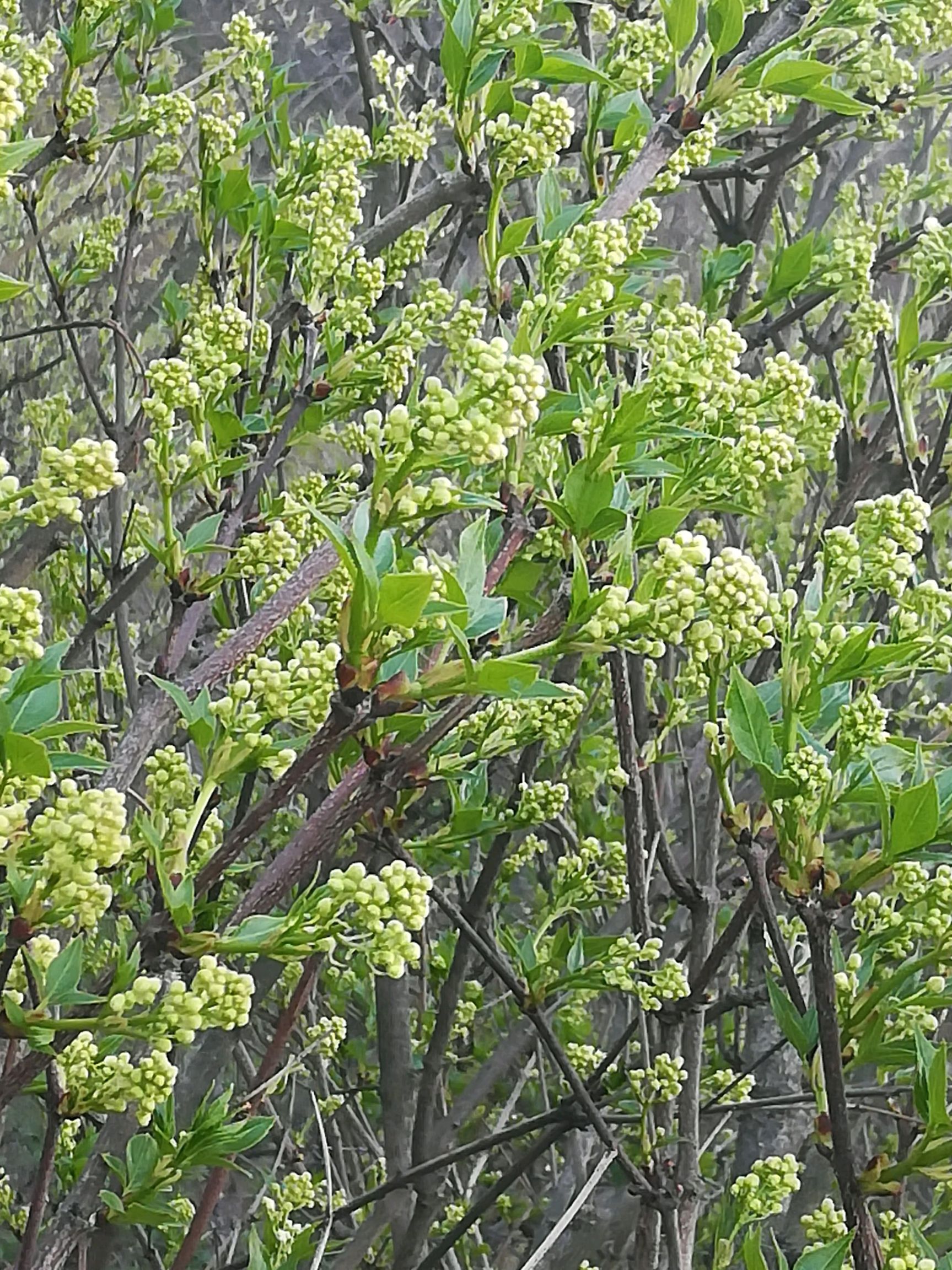 珍珠花菜 2019新品种珍珠花树苗