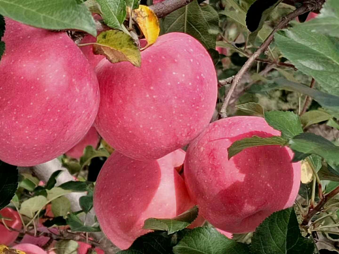 山西吉县红富士苹果,条红多,片红少,亮度好,口感棒,水份足