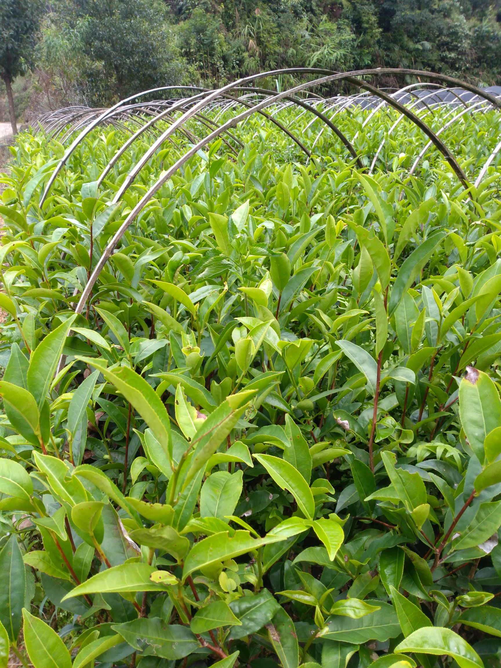 白叶单丛茶树苗 茶苗基地,可以加工成绿茶红茶铁观音等多种成品茶.