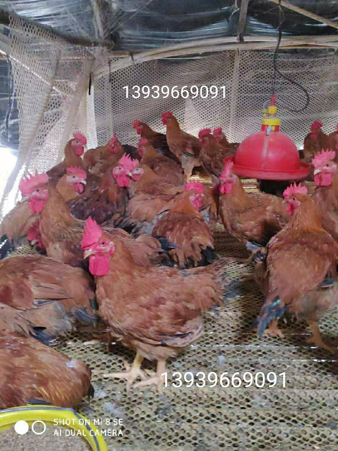 良凤花鸡