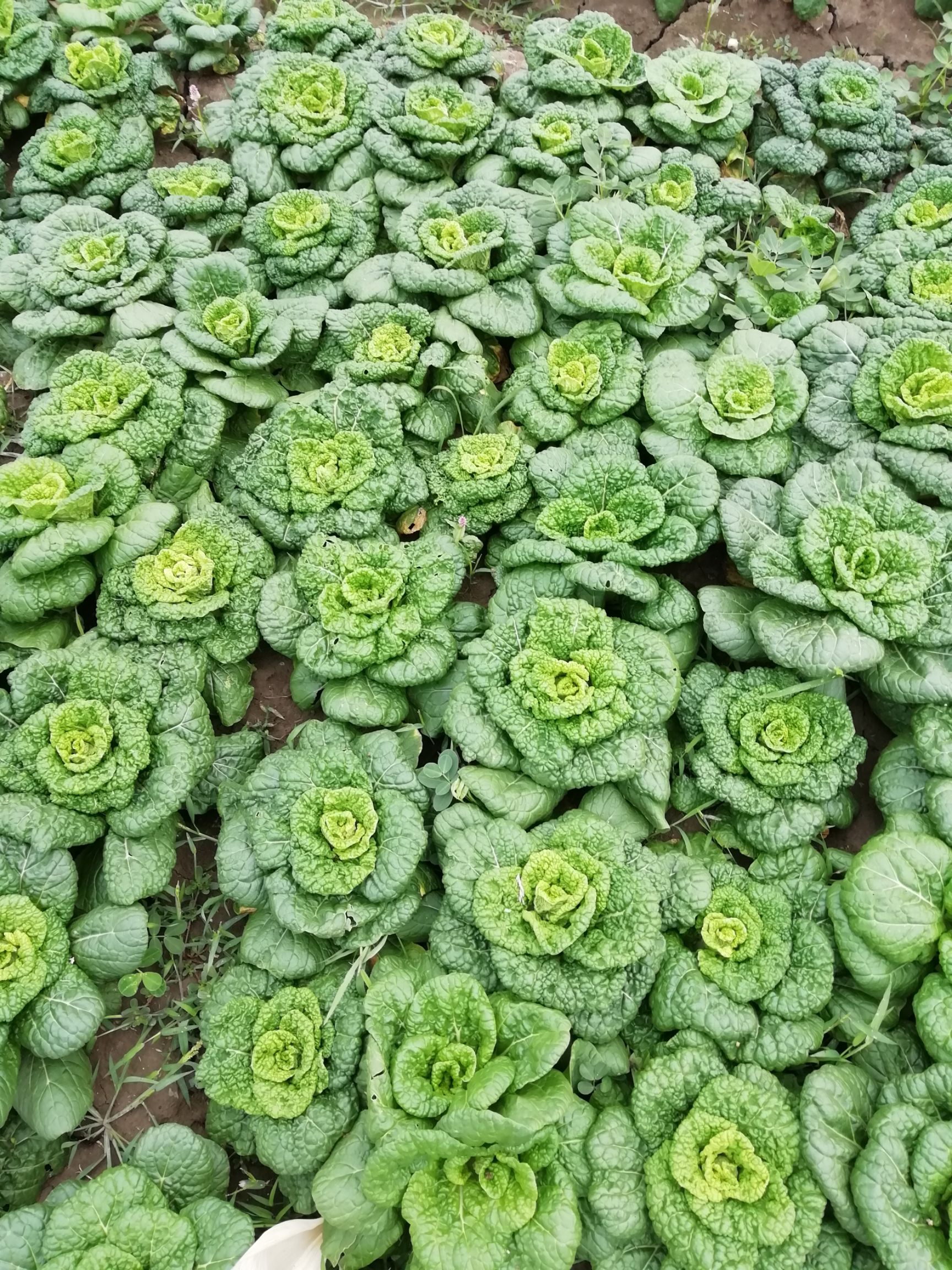 精品小棵精品黄心菜大量上市质量好价格低需要的联系