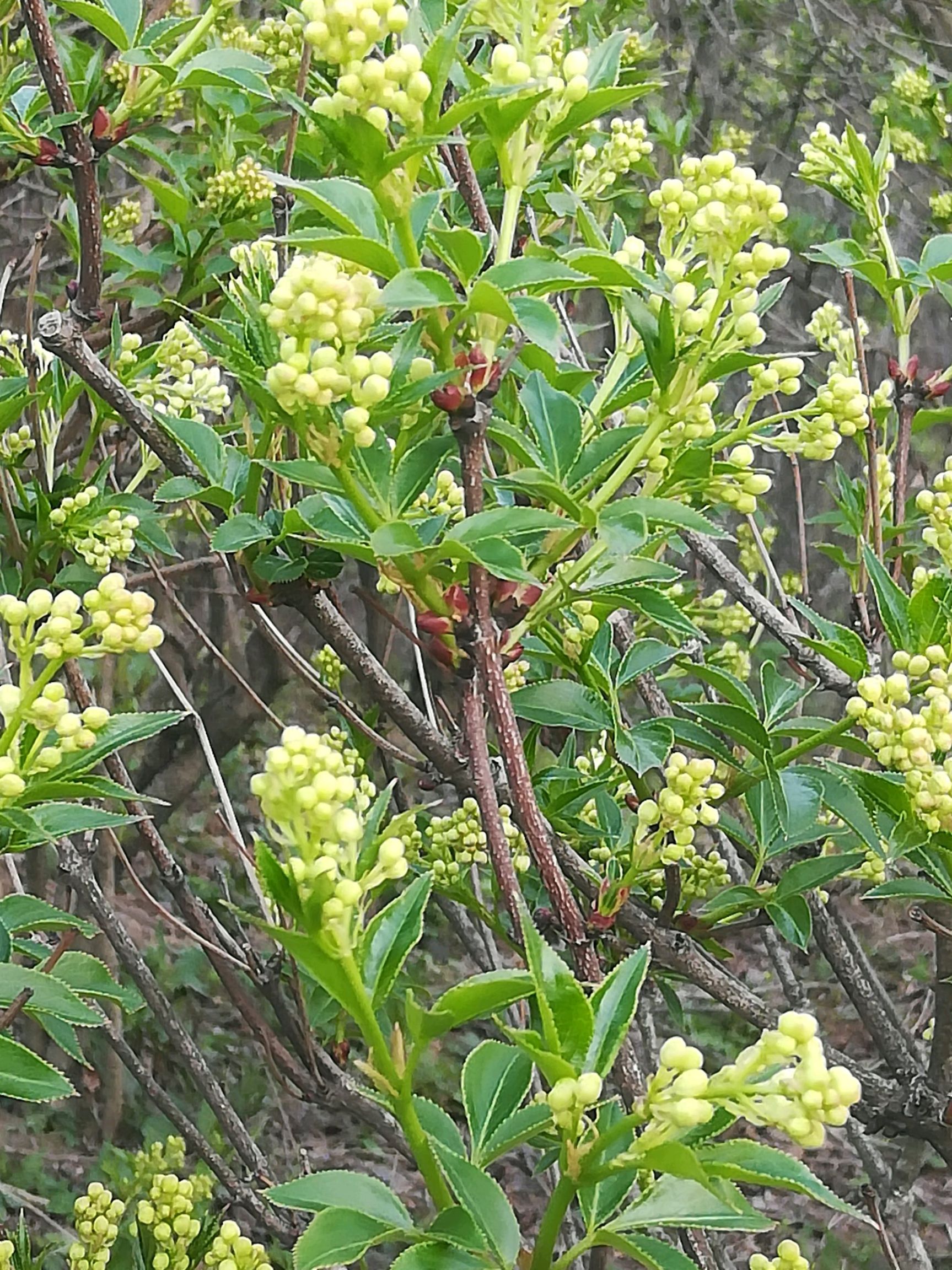 珍珠花菜 2021新品种珍珠花树苗