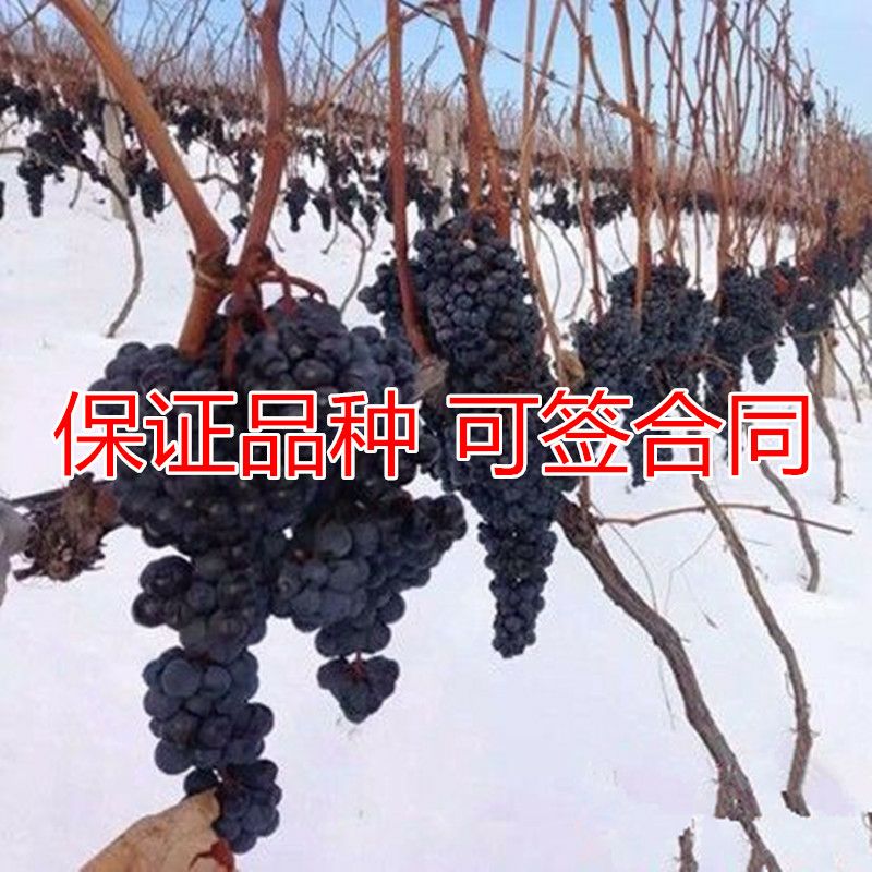 抗寒黑香蕉葡萄苗庭院果树地栽盆栽果树苗南方北方种植当年结果