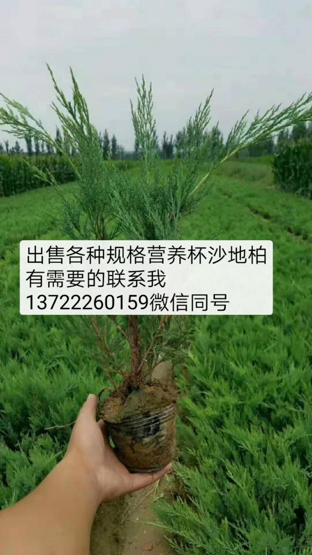 铺地柏 出售杯苗沙地柏!货源充足,欢迎老板来砸单!可以实地考察