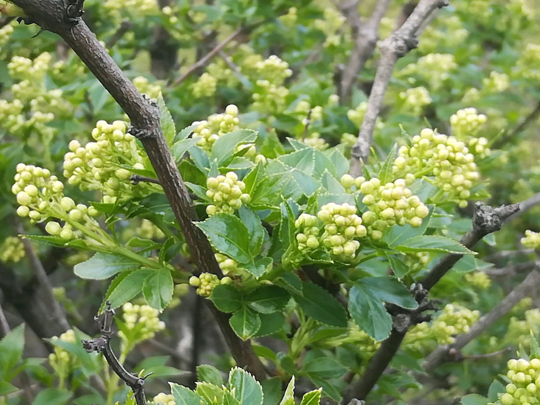 珍珠花菜 2021新品种珍珠花树苗