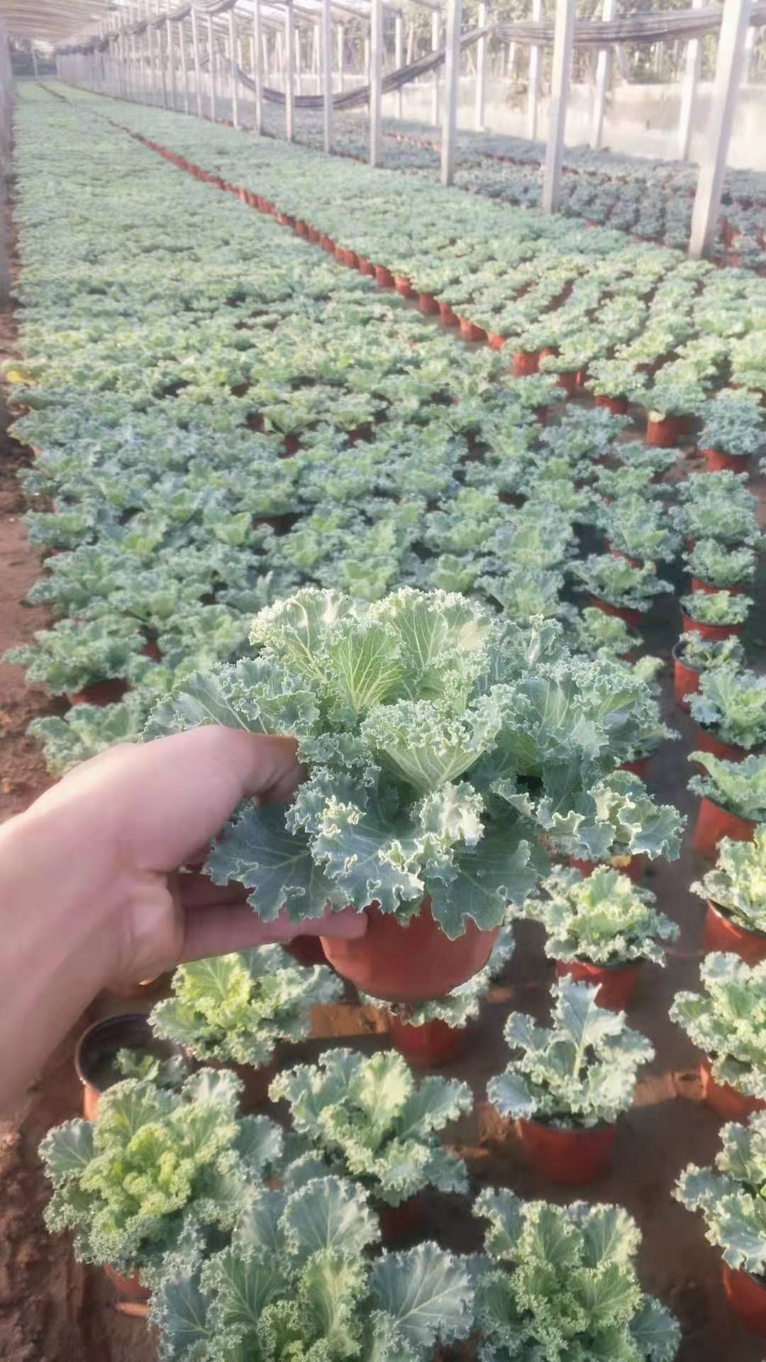 冬季草花羽衣甘蓝(双色盆,营养杯)需要的老板联系