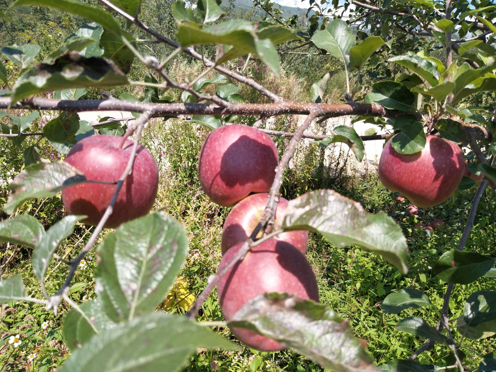 汉源糖心苹果