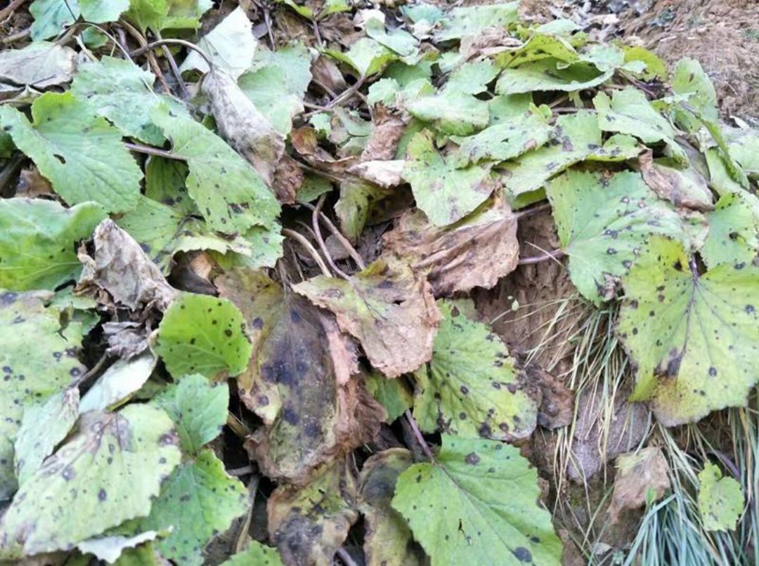 甘肃款冬花 "货源信息  面议 款冬花 甘肃高山里的中草药～冬花 发货