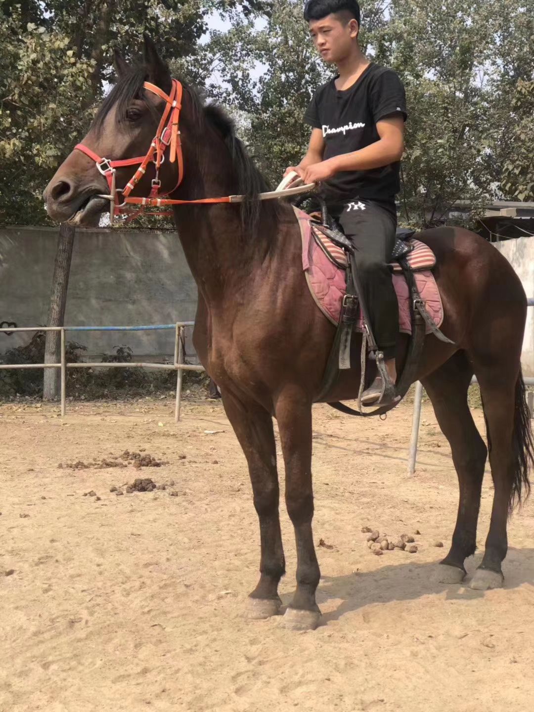 伊犁马三河马蒙古马改良马半血马纯血马