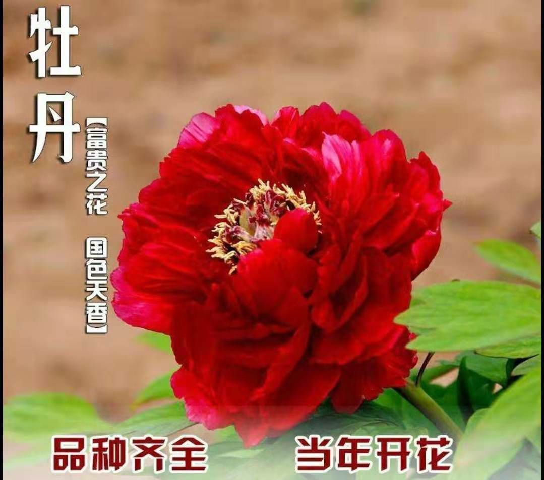 观赏牡丹花 庭院盆栽 花长期 基地直供