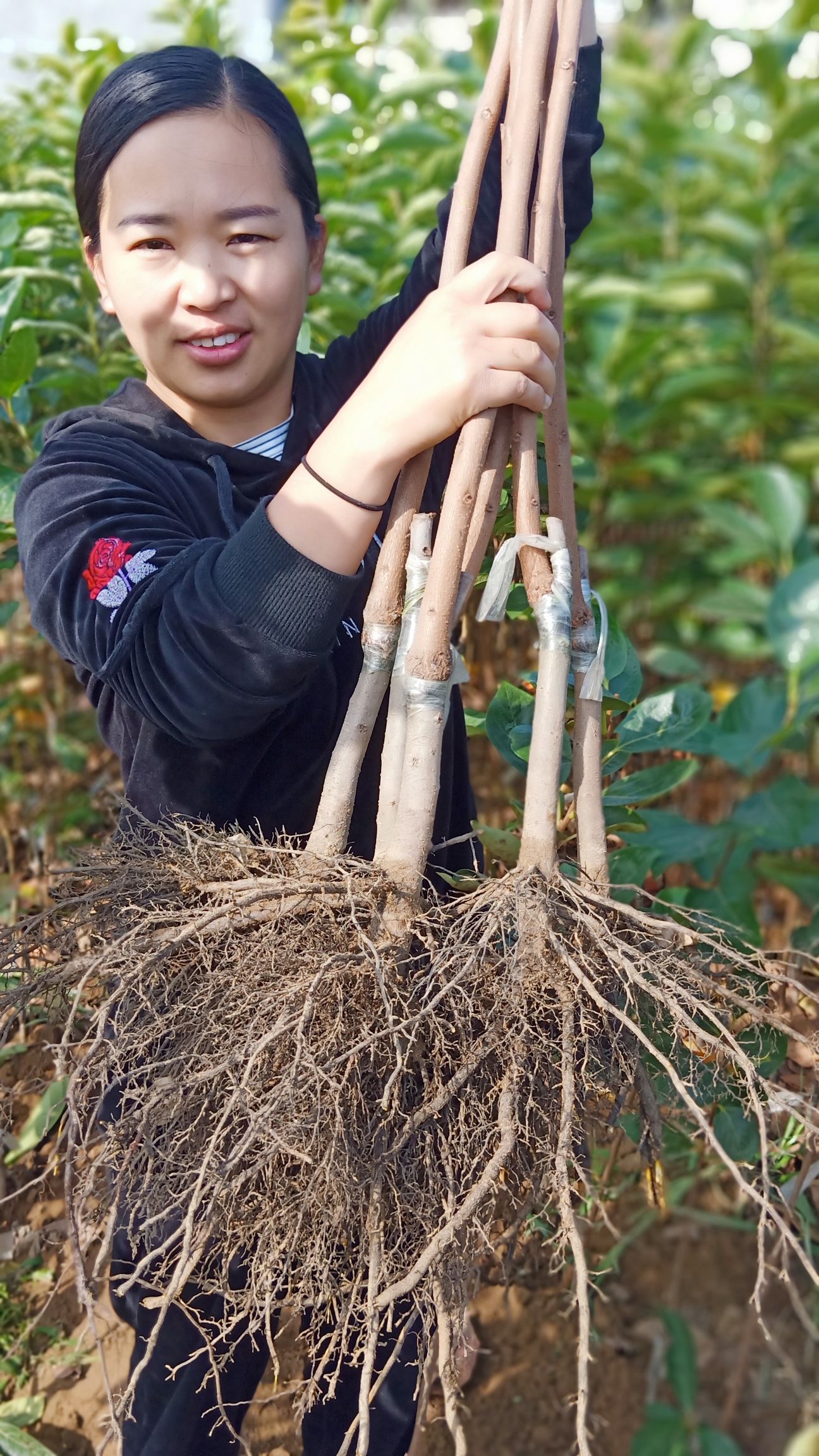 阳丰甜柿苗 柿苗 柿子树苗 甜脆柿子苗 阳丰甜柿树 品种纯正 适合南北