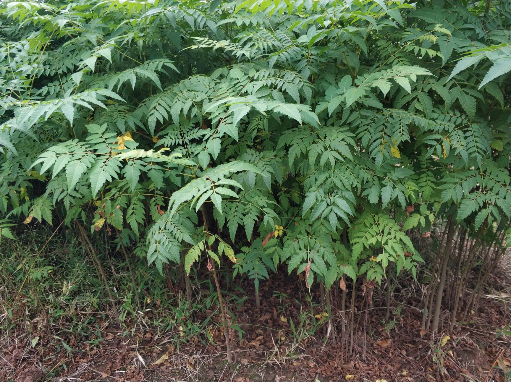 栾树苗大量批发供应 各种规格 质量放心