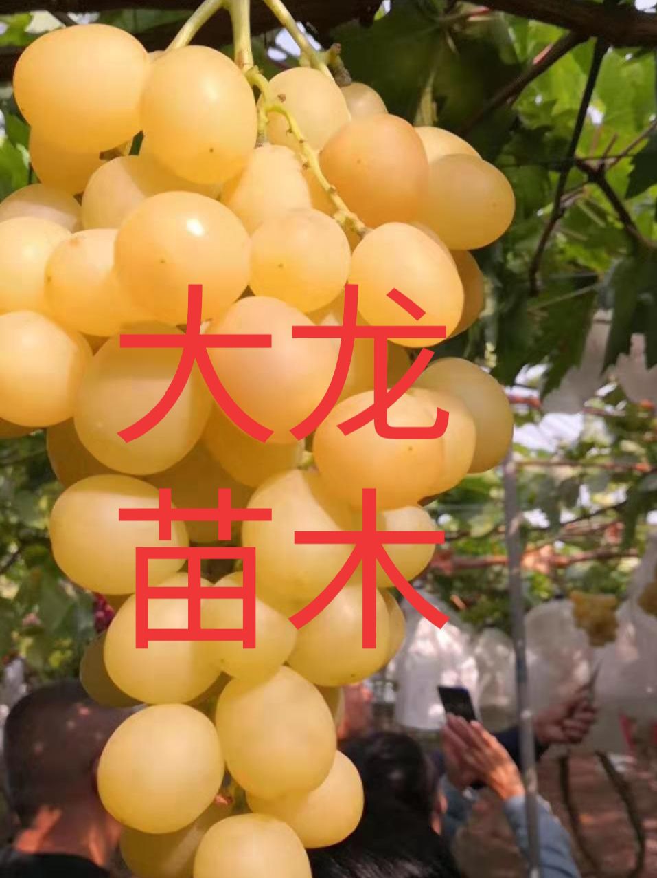 玉波一号葡萄苗 葡萄苗阳光玫瑰葡萄苗,包品种真实,包技术,官方认证