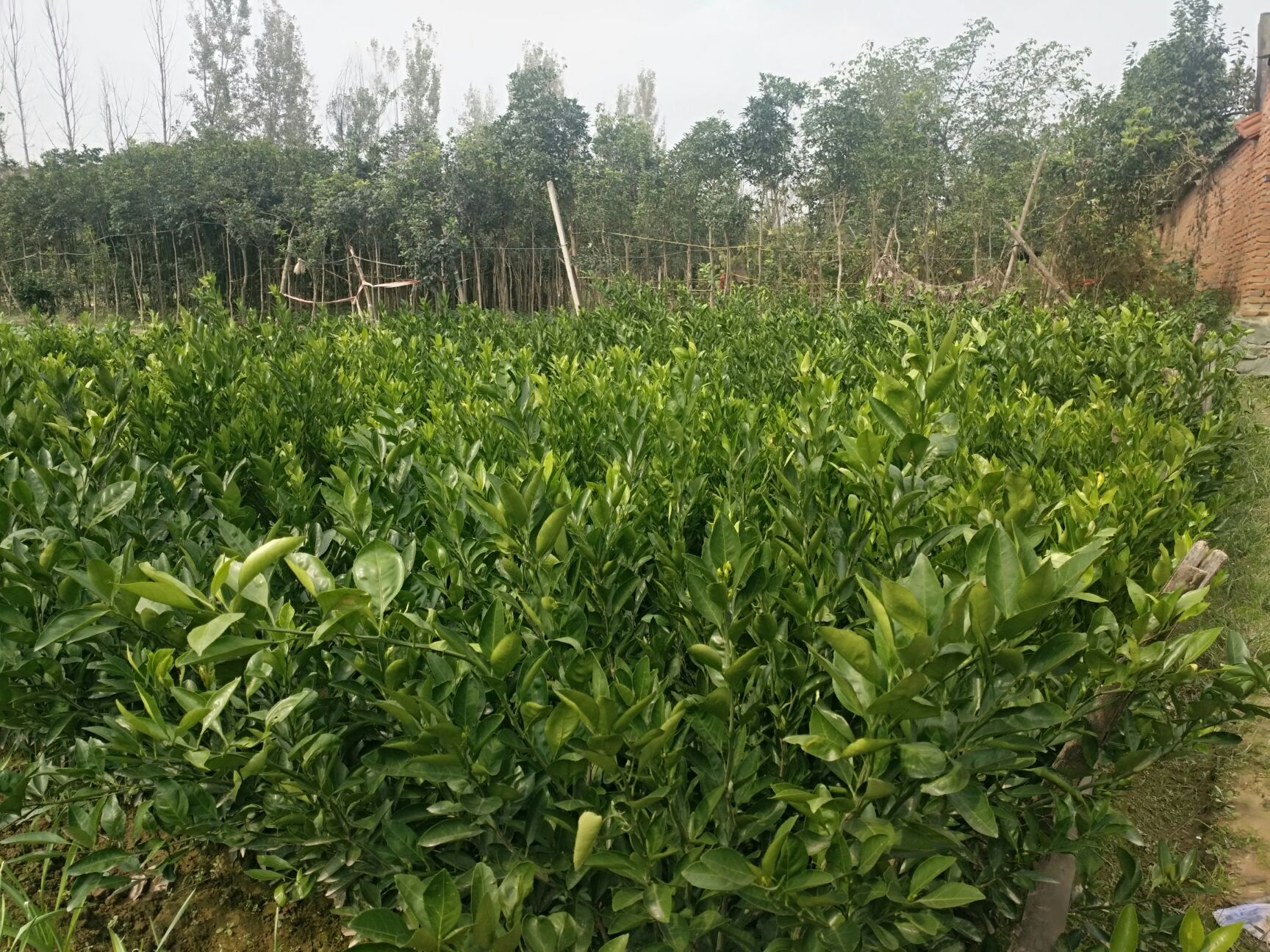 [柑树苗批发]柑树苗 薄皮早熟柑橘苗价格2.5元/棵 - 惠农网