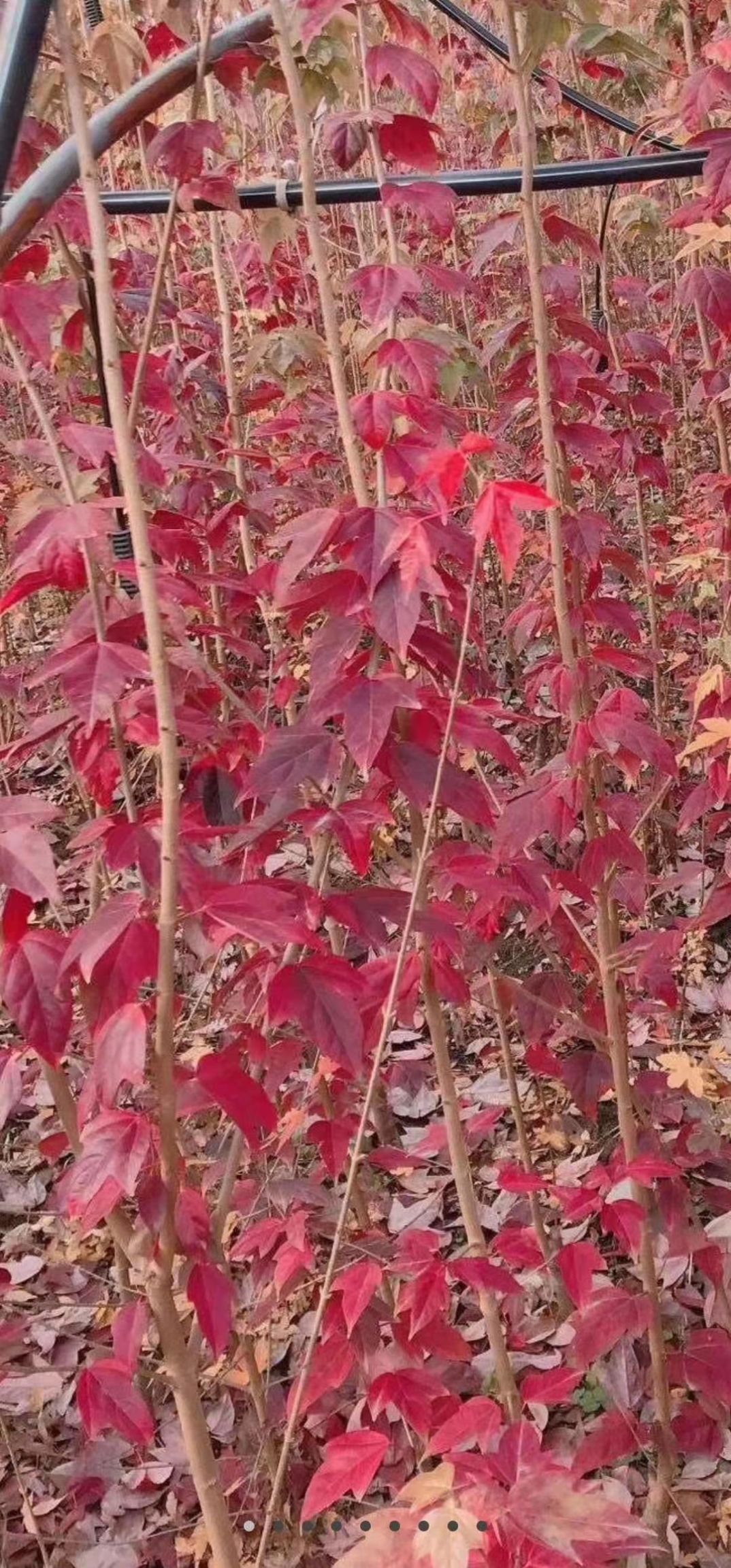 秋枫树 金陵红枫