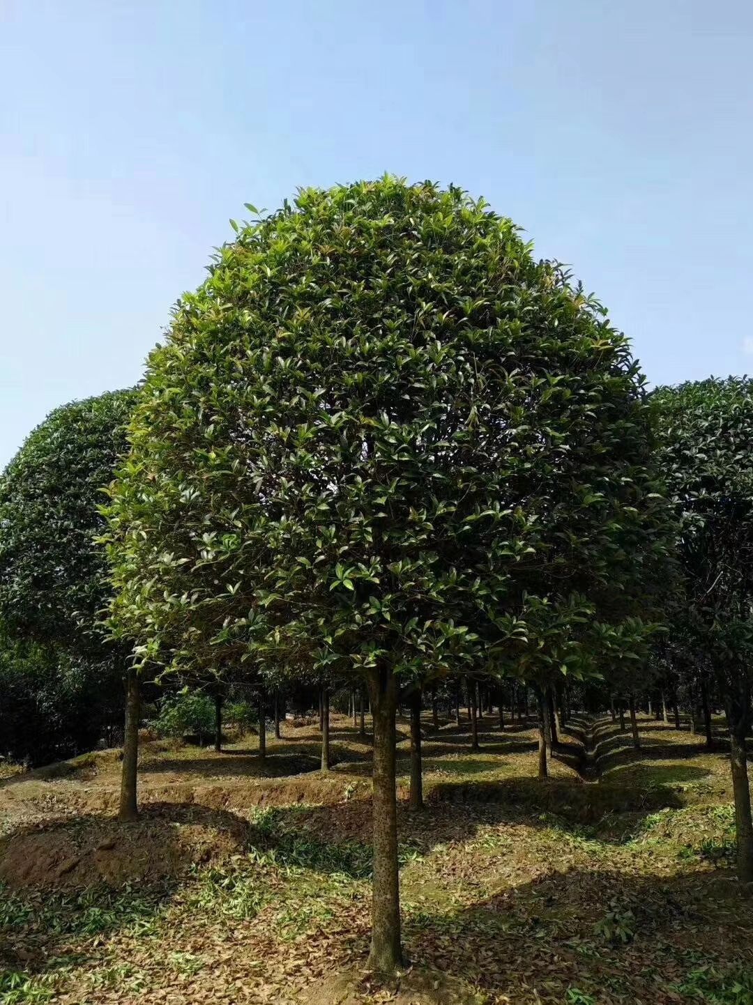 桂花树苗 低价直销精品桂花树,桂花大树,8-----15公分,量大从优