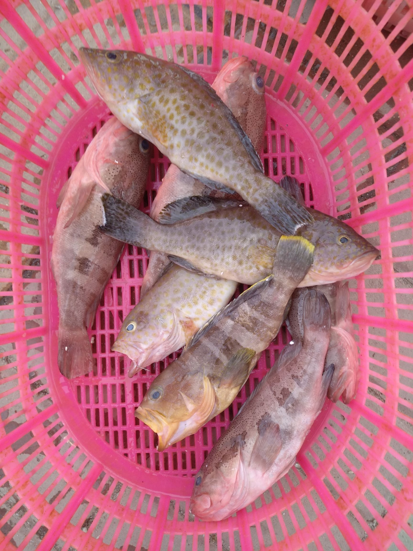 [赤点石斑批发] 石斑鱼价格35元/斤 - 惠农网