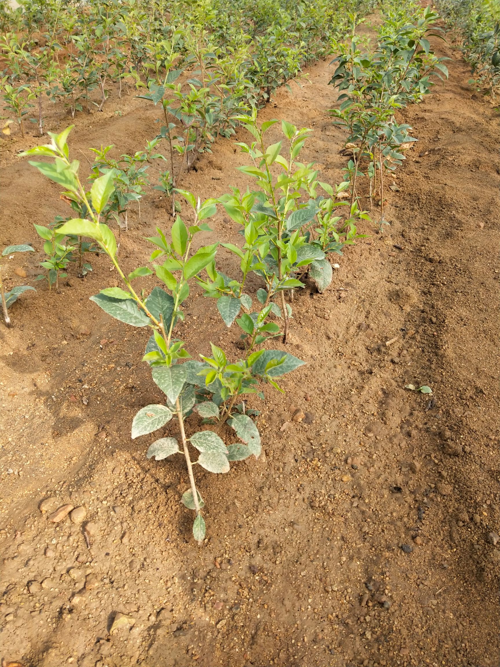 矮化樱桃苗能密植,栽种后2年见果,5年丰产,易管理,矮化樱桃苗树冠自然