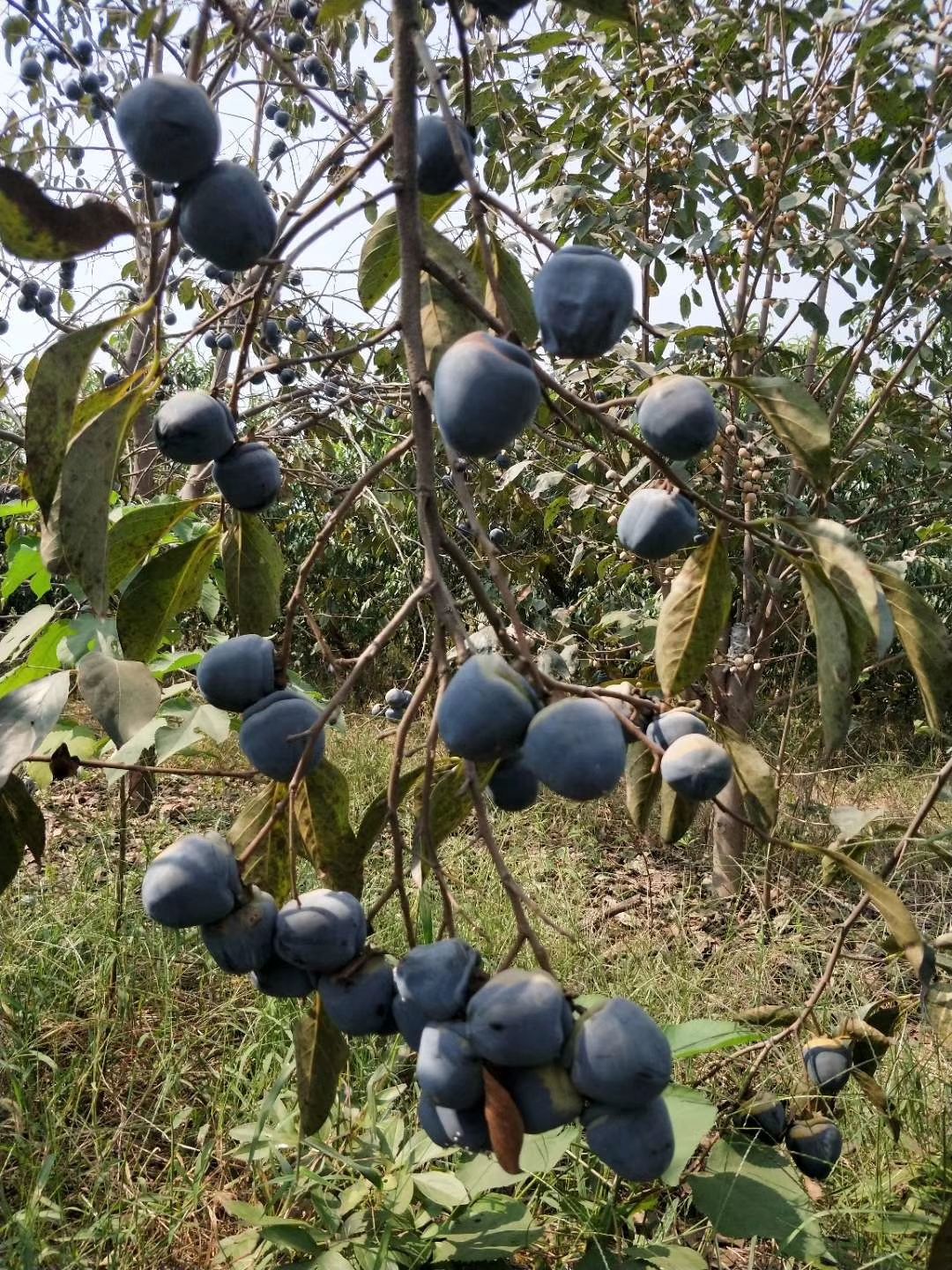 黑柿苗
