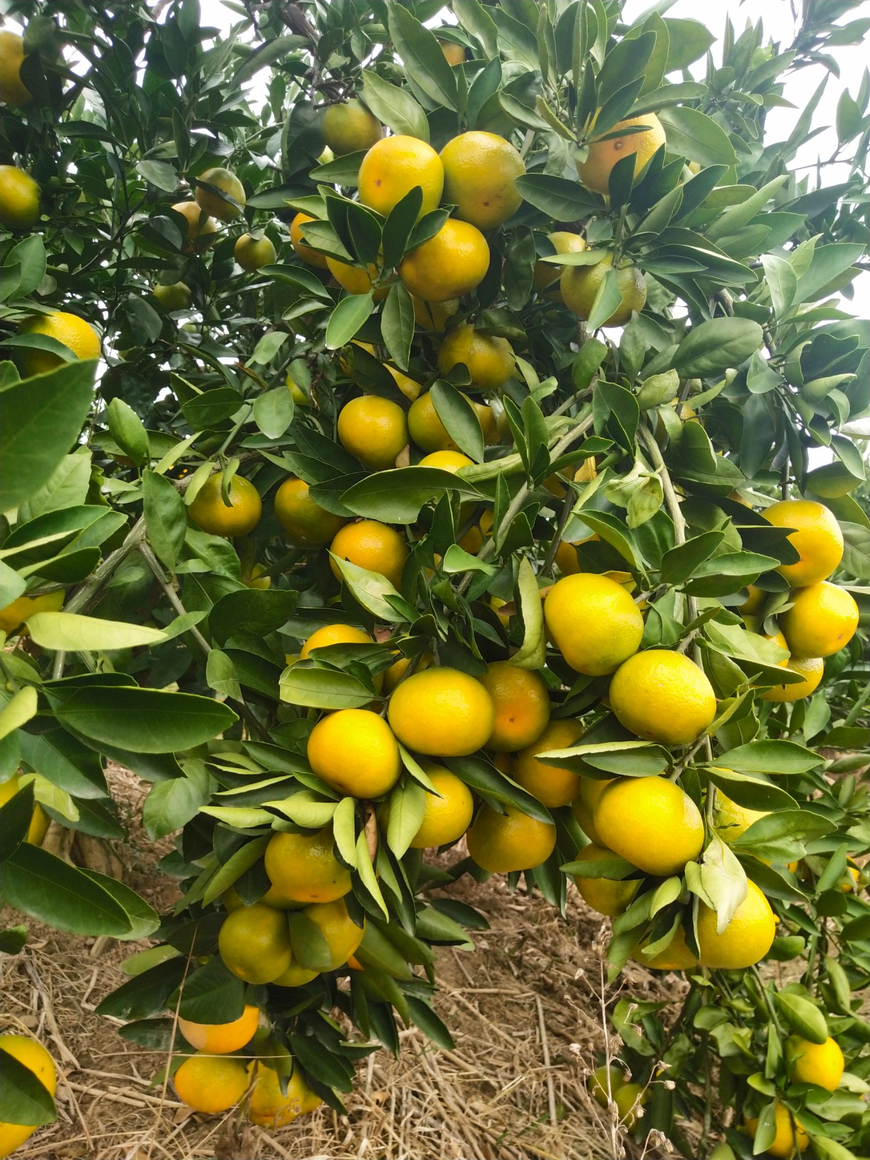 蜜桔 湖北蜜橘大量上市,产地一手货源
