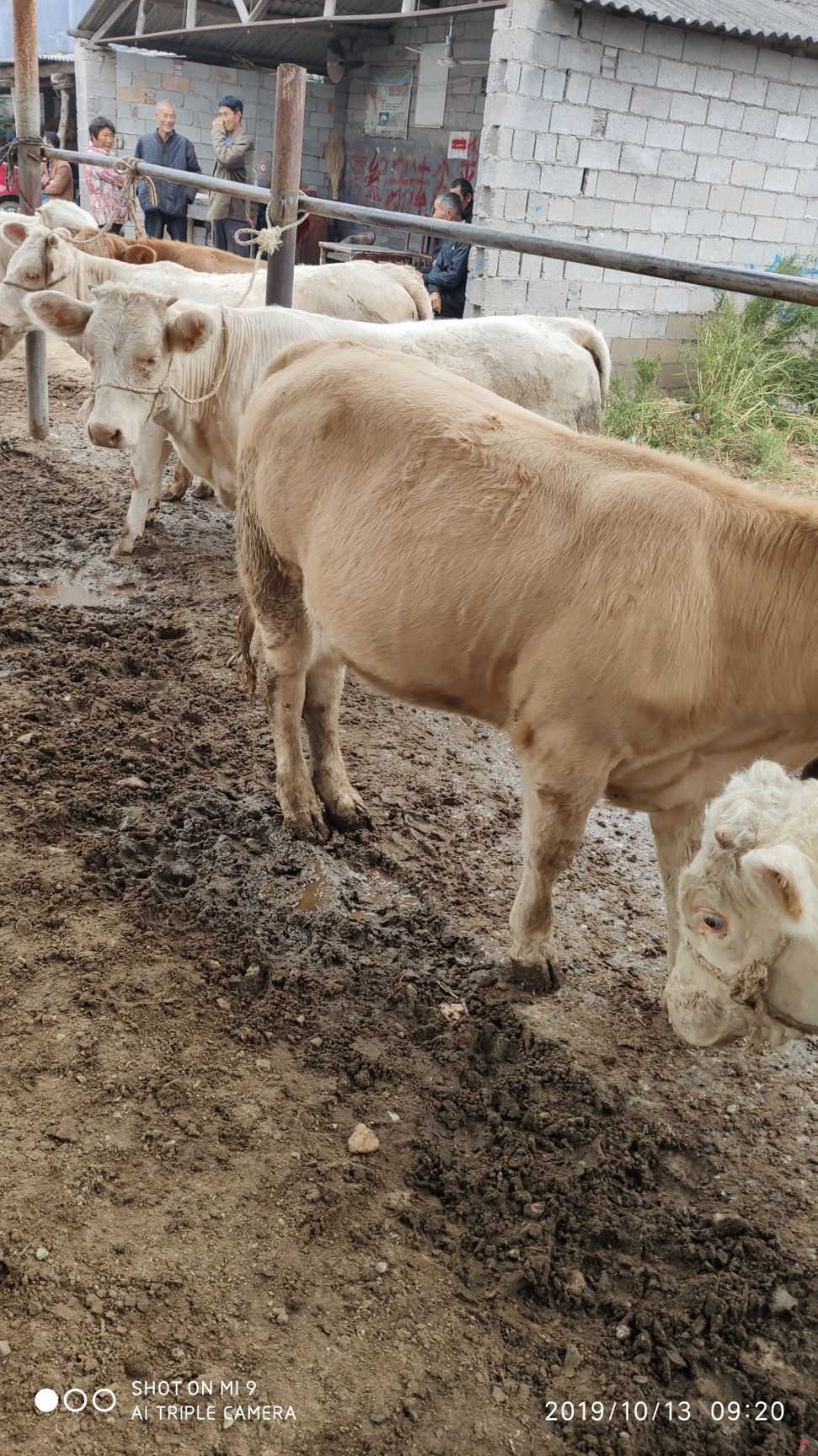 [杂交牛批发] 肉牛_小公牛_小母牛_夏南牛_夏洛莱_南阳黄牛_架子牛_育