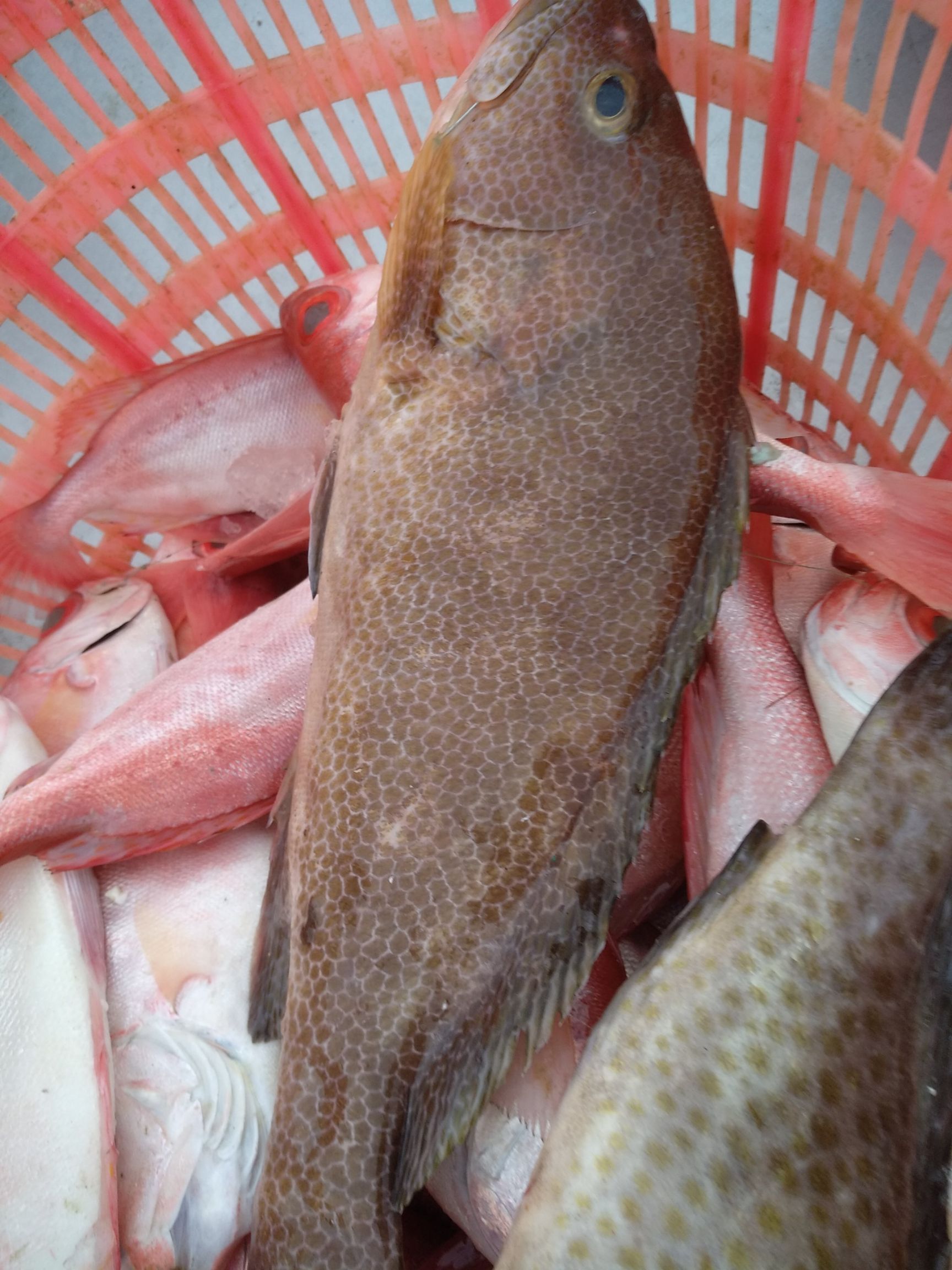 [赤点石斑批发] 石斑鱼价格35元/斤 - 惠农网