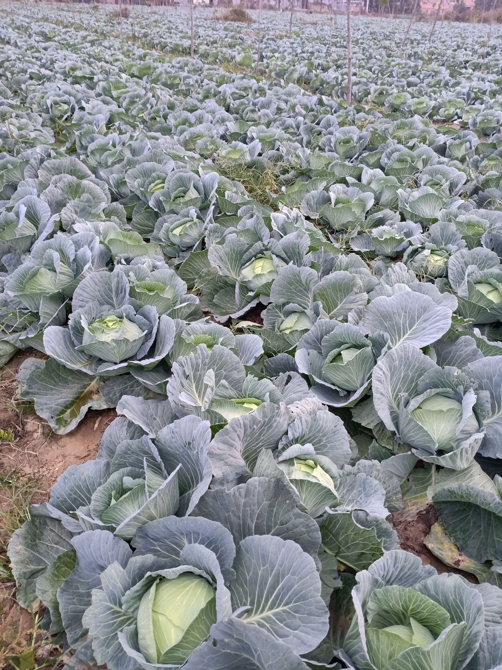 扁球甘蓝 菜好,量大