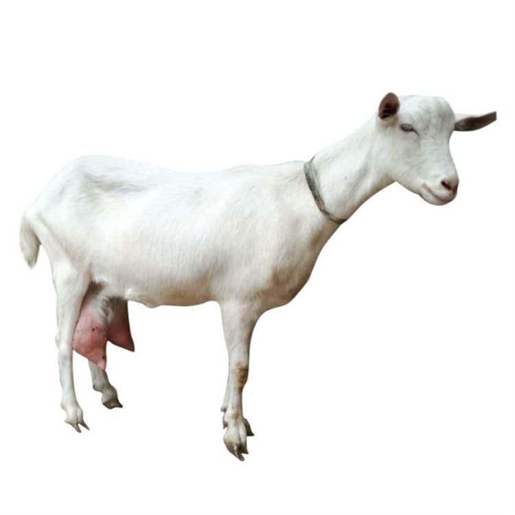 奶山羊萨能活羊真羊高产奶羊养殖