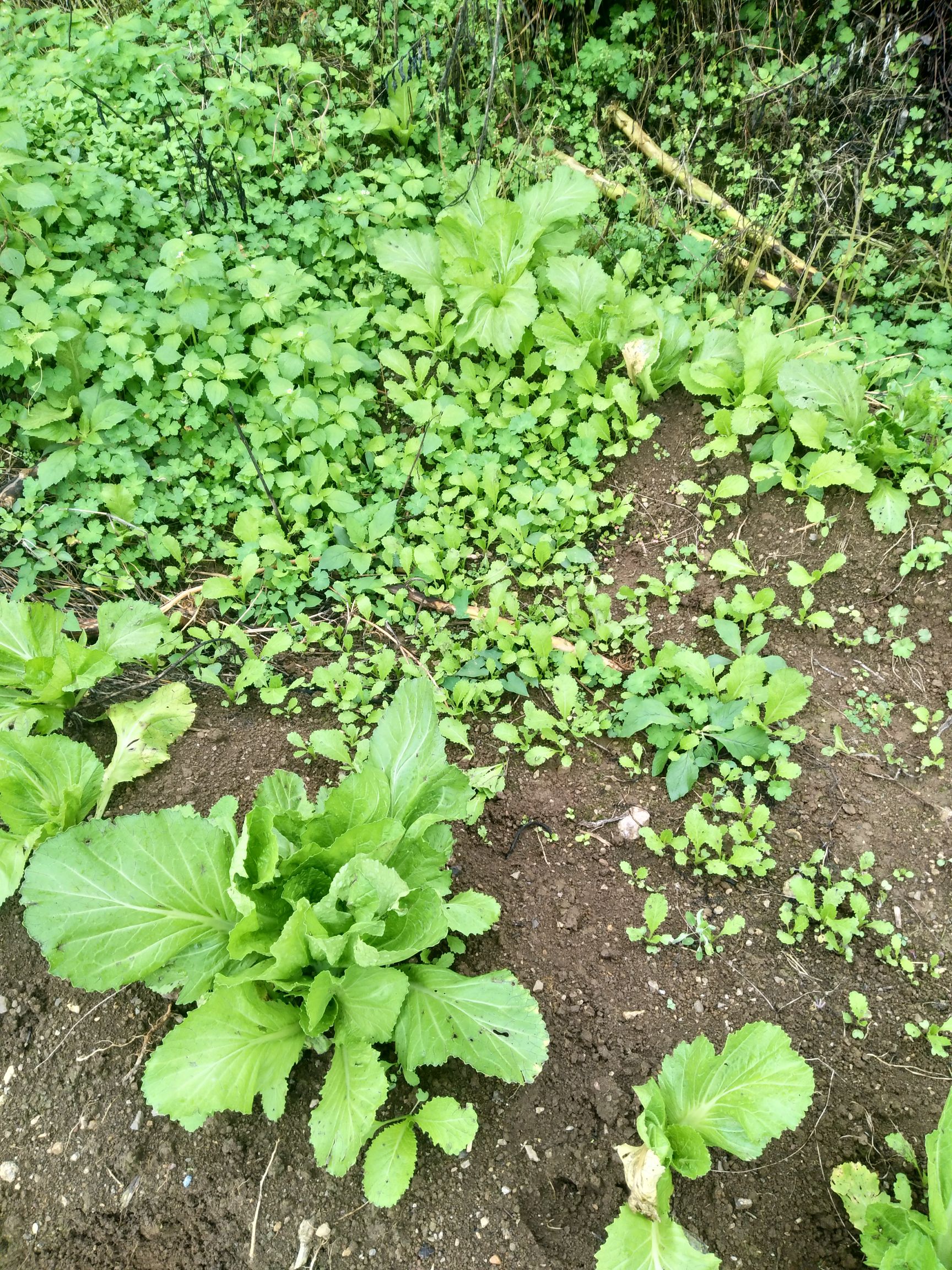 水东鸡心芥菜