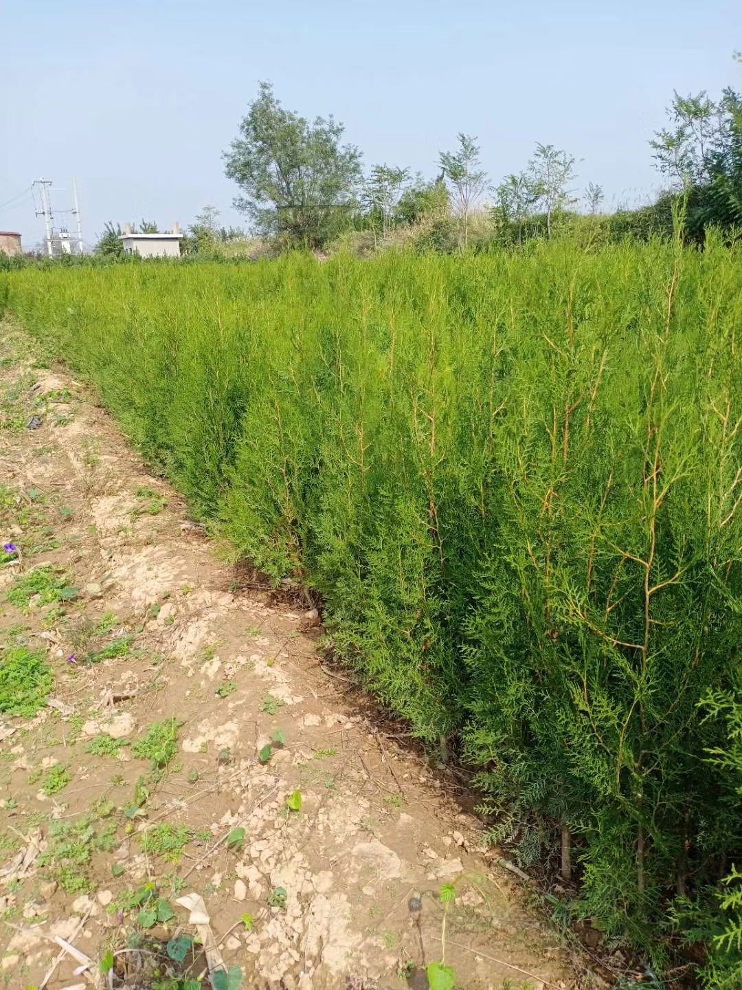 [侧柏苗批发] 侧柏杯苗,营养杯侧柏苗,定植侧柏,规格齐全价格8元/棵