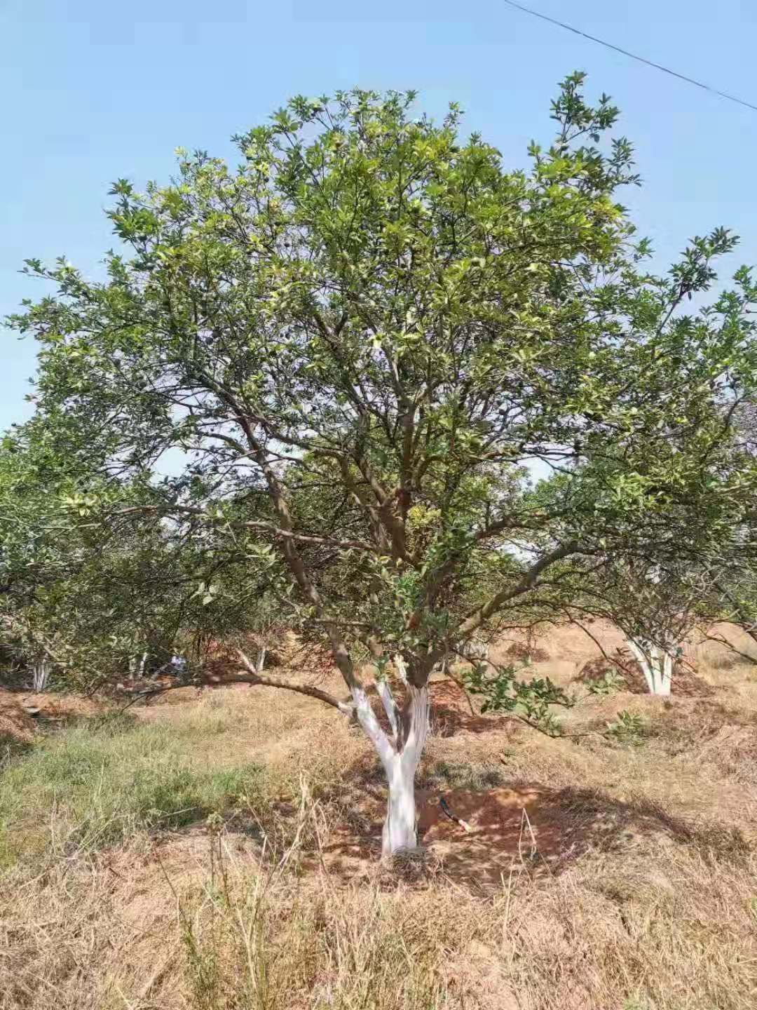 湖南省益阳市资阳区香橼树 丛生香泡