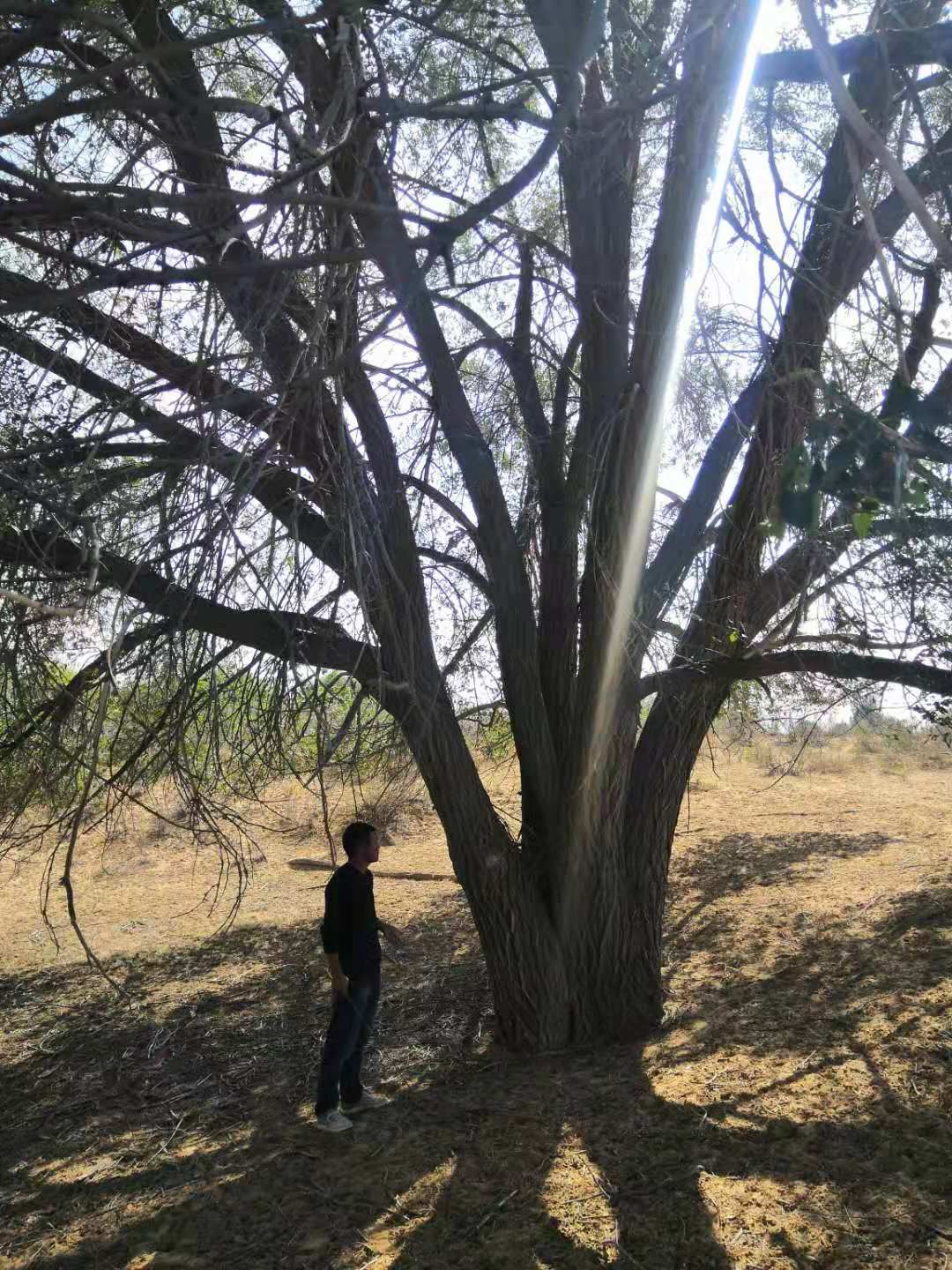 [山榆树批发]山榆树价格1元/棵 - 惠农网