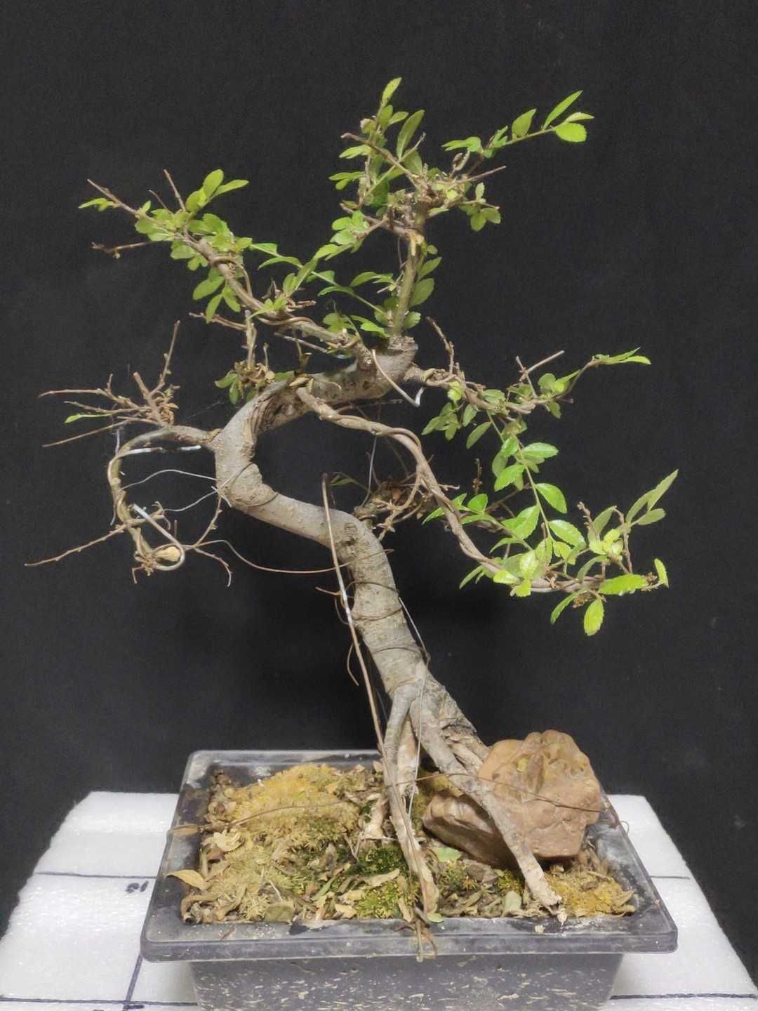 小叶榆树大提根造型盆景