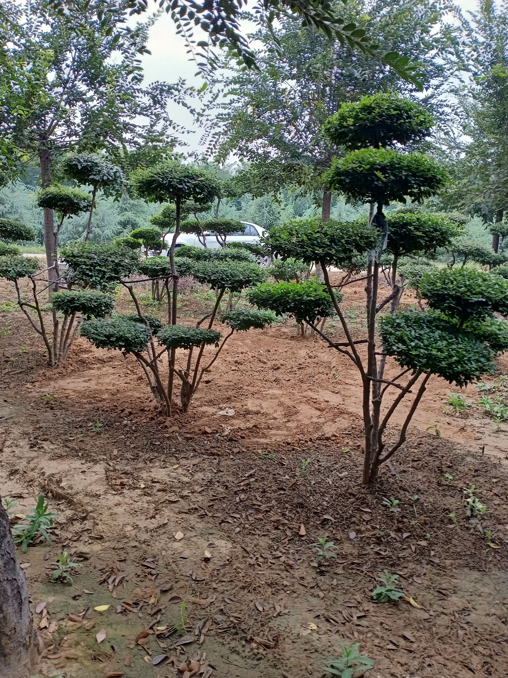 泰安小叶女贞造型树 精品造型小叶女贞树,云片多造型好,嫁植苗,成*率