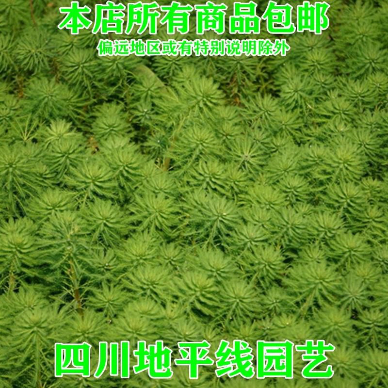 狐尾藻种子包邮