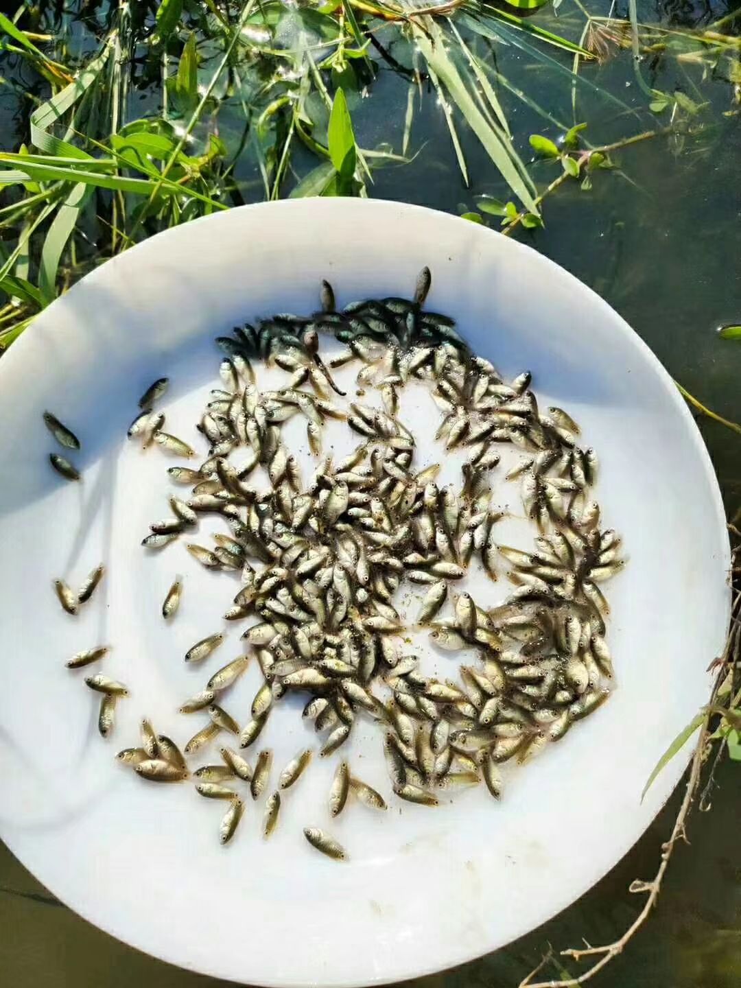 攀鲈鱼苗 改良新品 杂交攀鲈(海南婆)广西兵苗一年四季供应下单即可