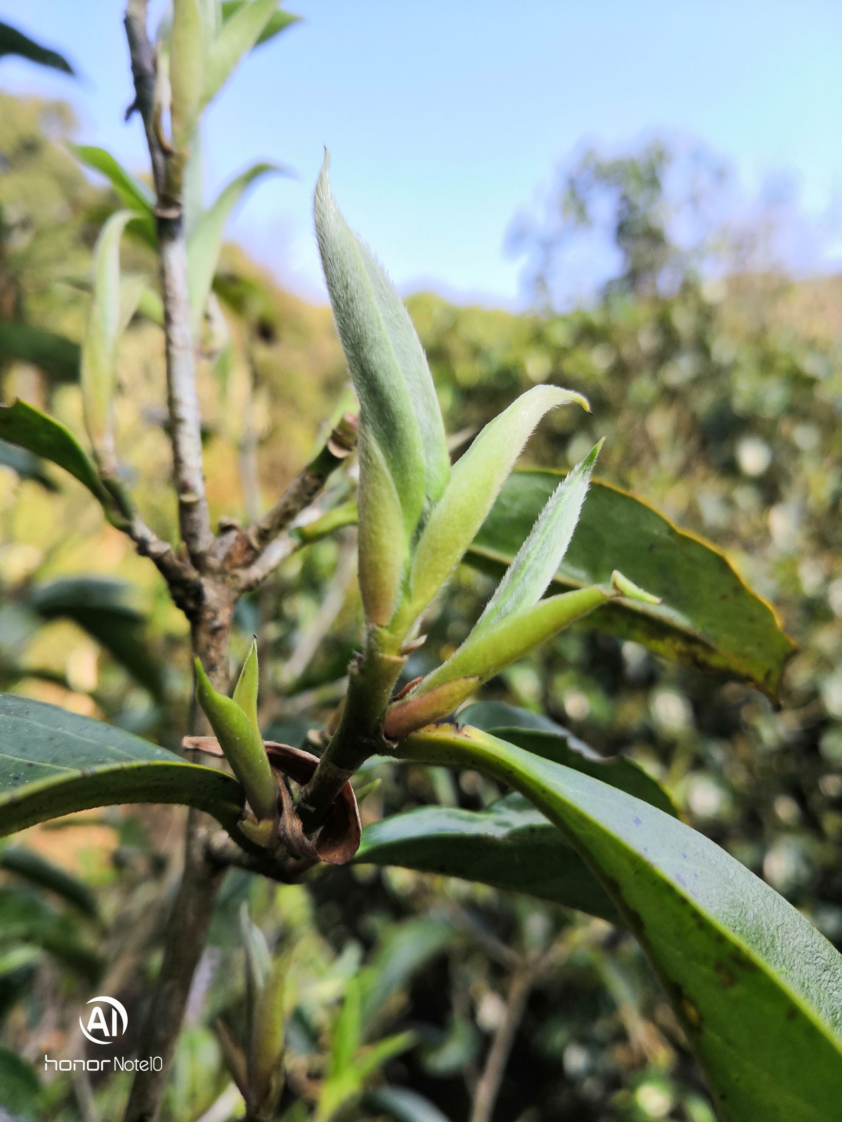 滑竹梁子(乔木茶)