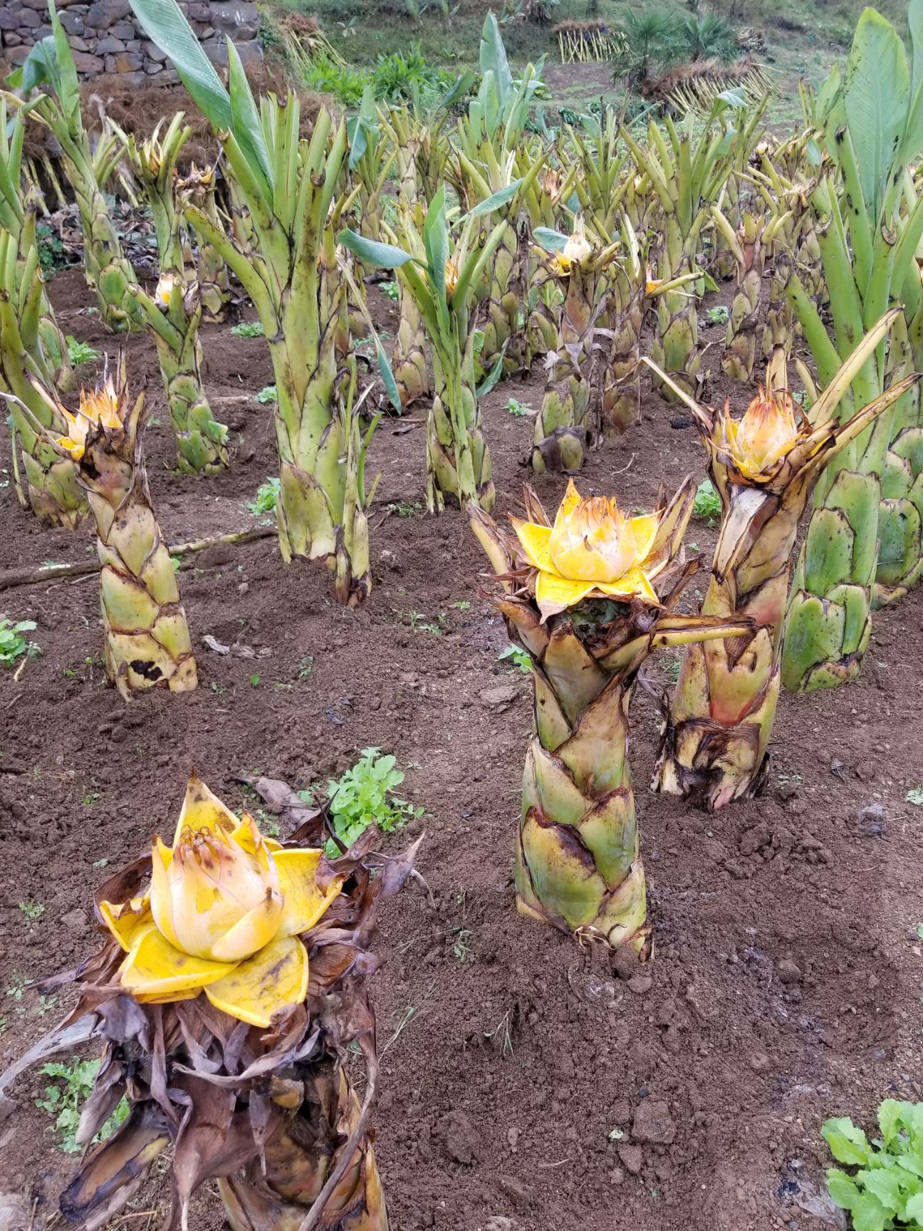 地涌金莲 佛莲花 千瓣莲